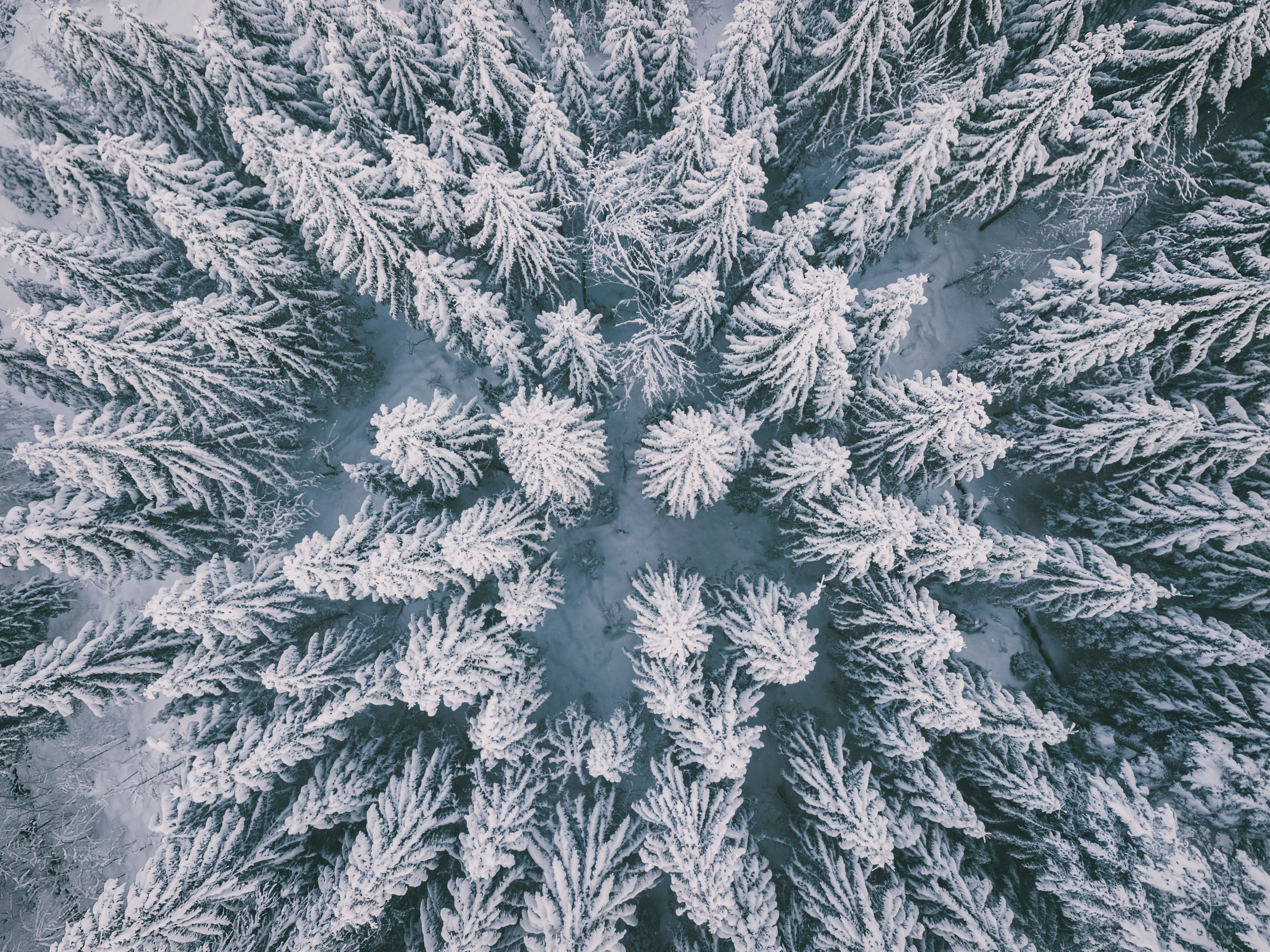 winter forest, nature, snow, view from above, spruce, fir