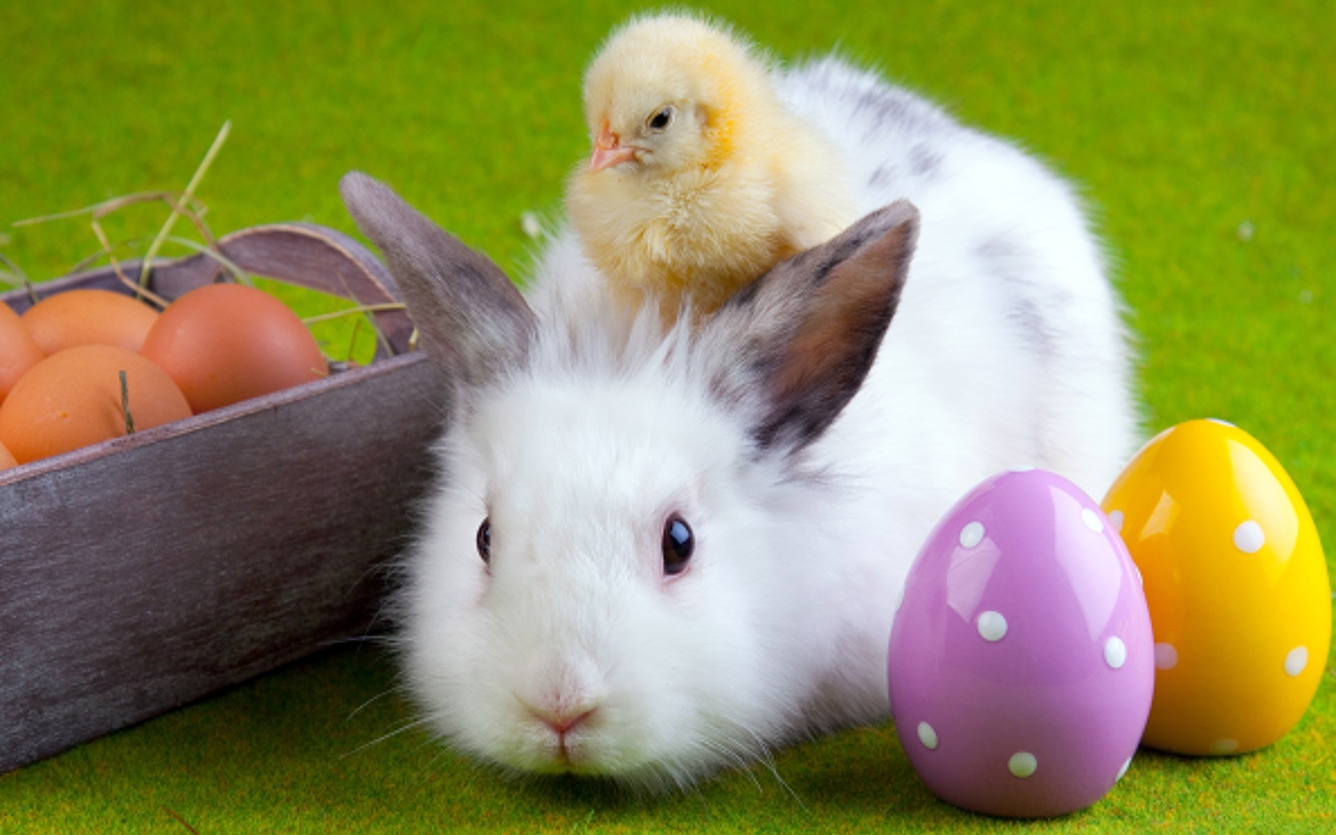 HD wallpaper rabbits, chicks, animals, birds