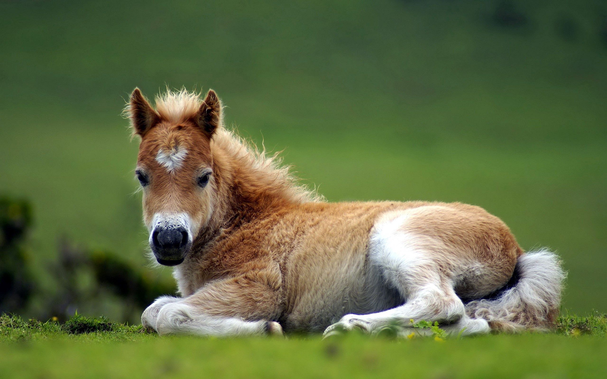 88655 Bild herunterladen pferd, sich hinlegen, tiere, grass, liegen, schön, pony - Hintergrundbilder und Bildschirmschoner kostenlos