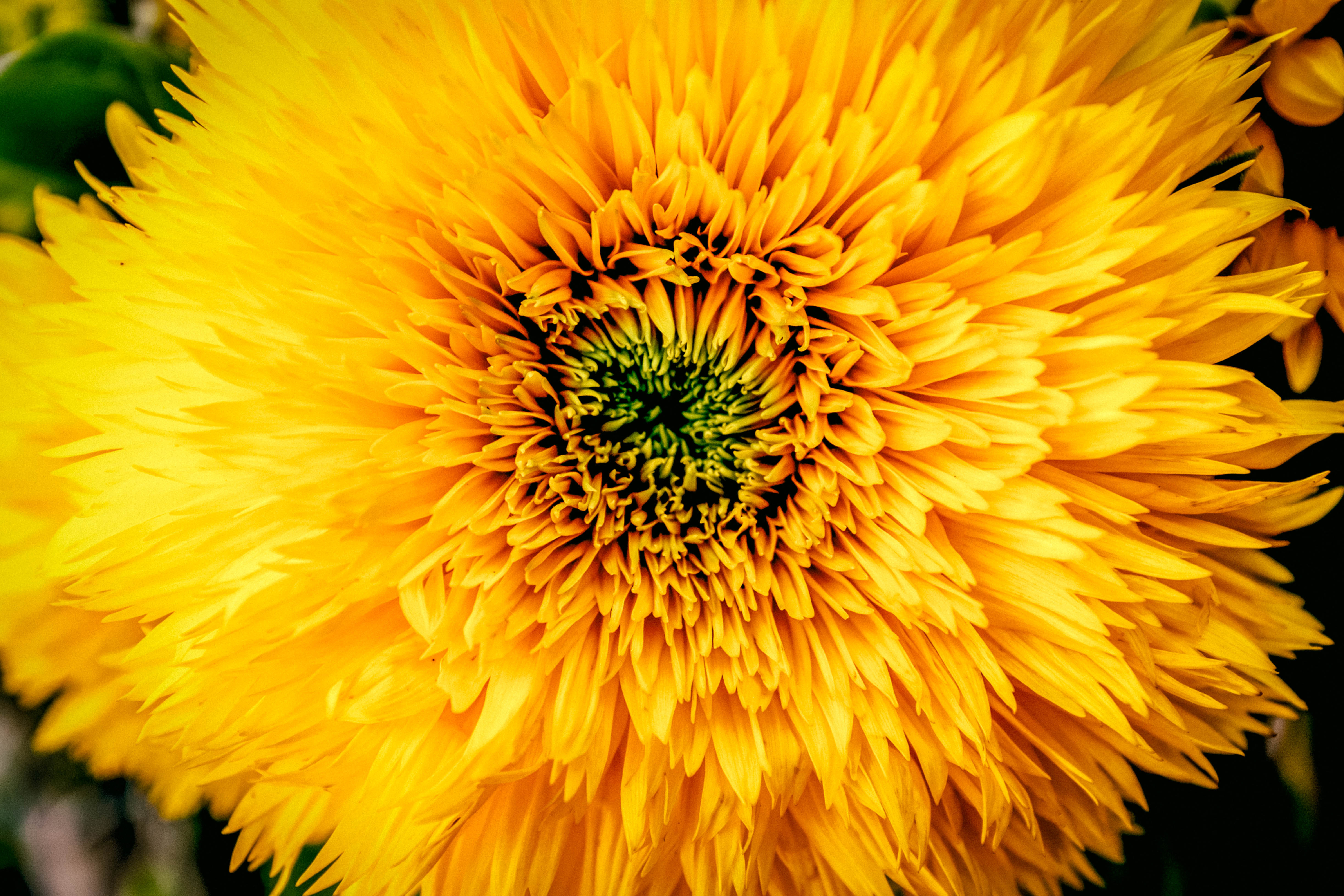 Free download wallpaper Flowers, Chrysanthemum, Bud, Petals on your PC desktop