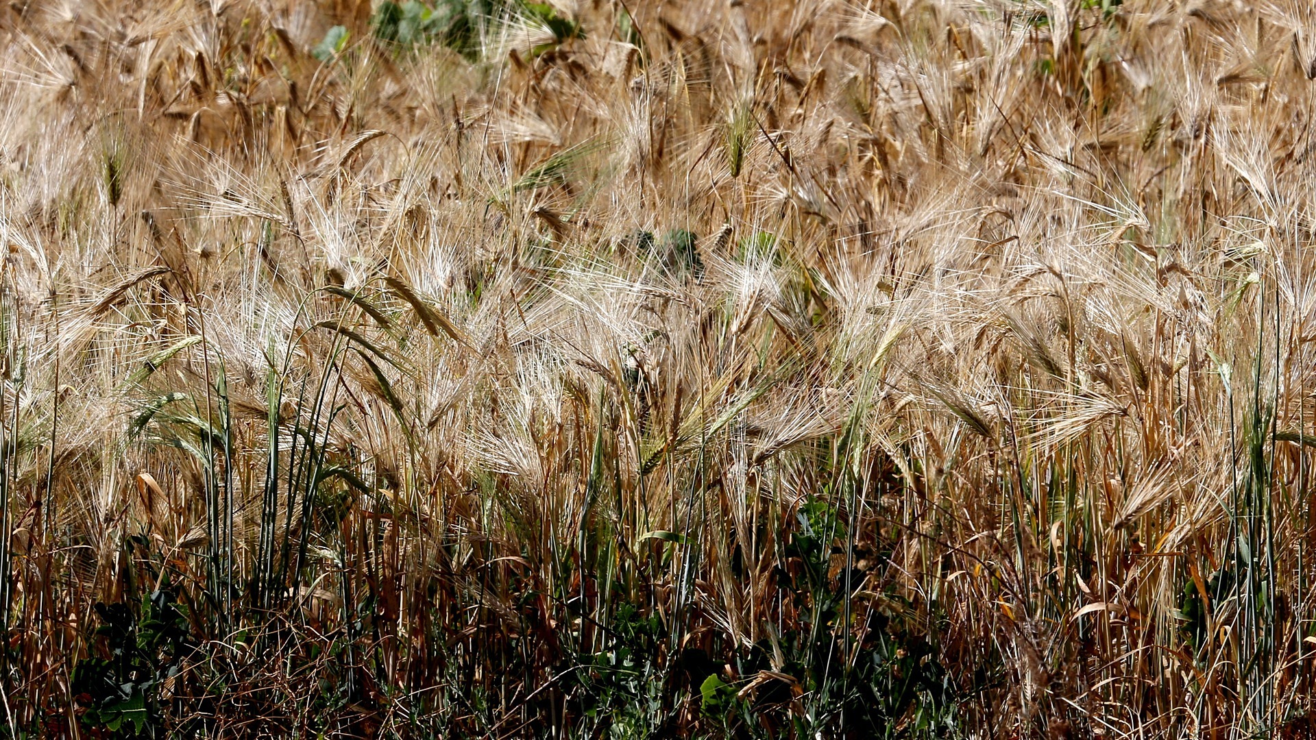 Пшеница. Пшеница спельта. Почва для пшеницы. Пшеница на земле. Хлопок и пшеница