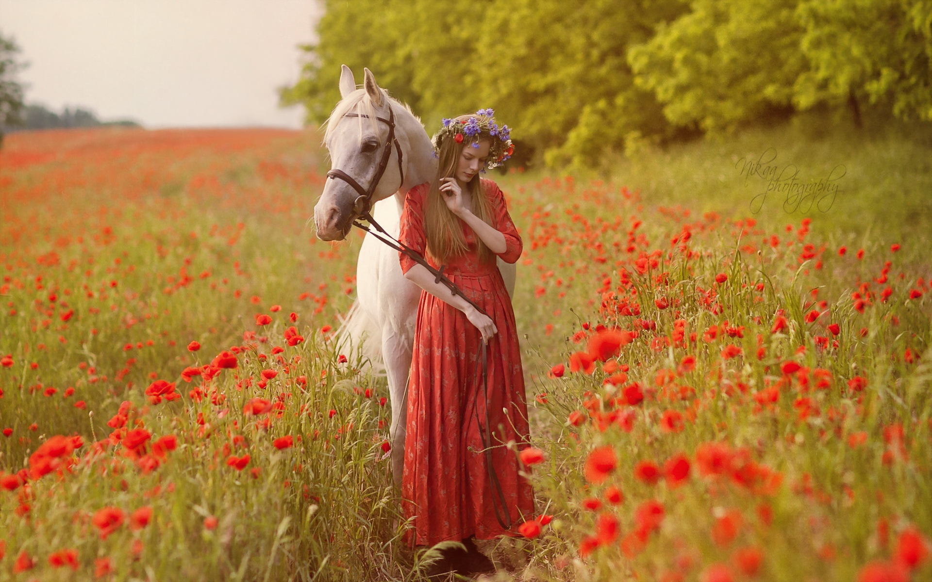 Лошадь на цветущем лугу
