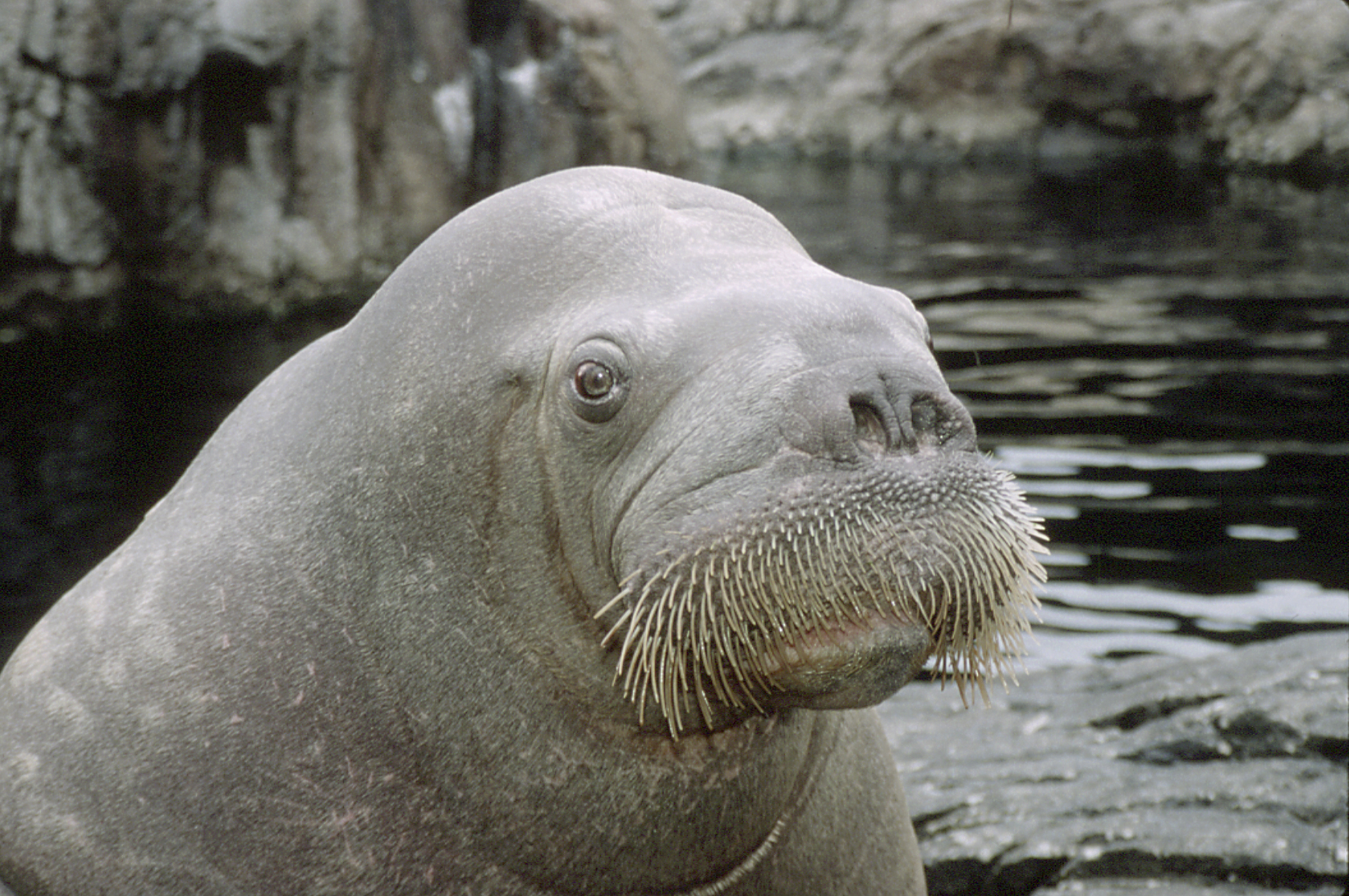 animal, walrus cellphone