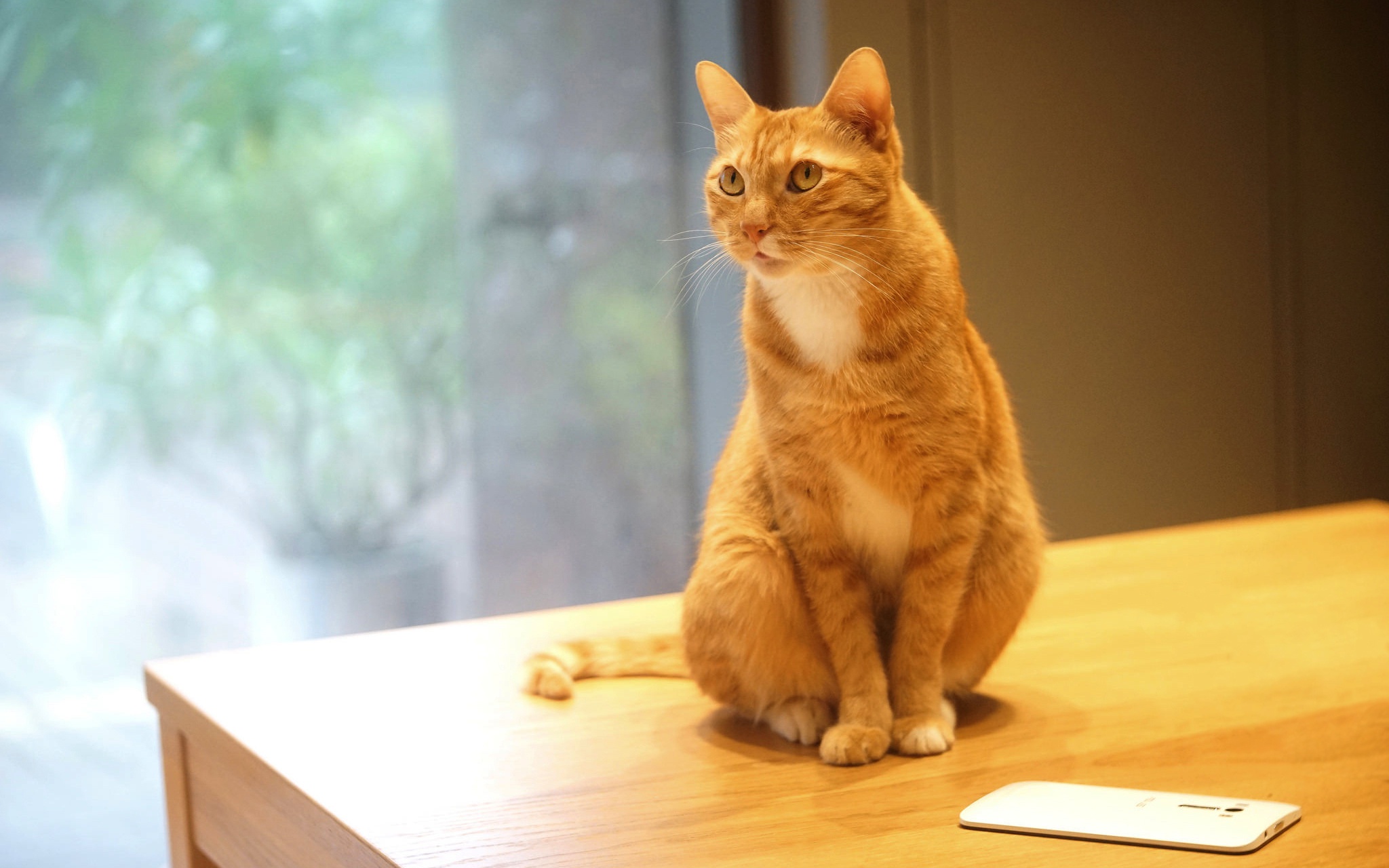 Сидящие обои на телефон. Кот сидит. Рыжий кот сидит. Сидячая кошка. Кошка на столе.