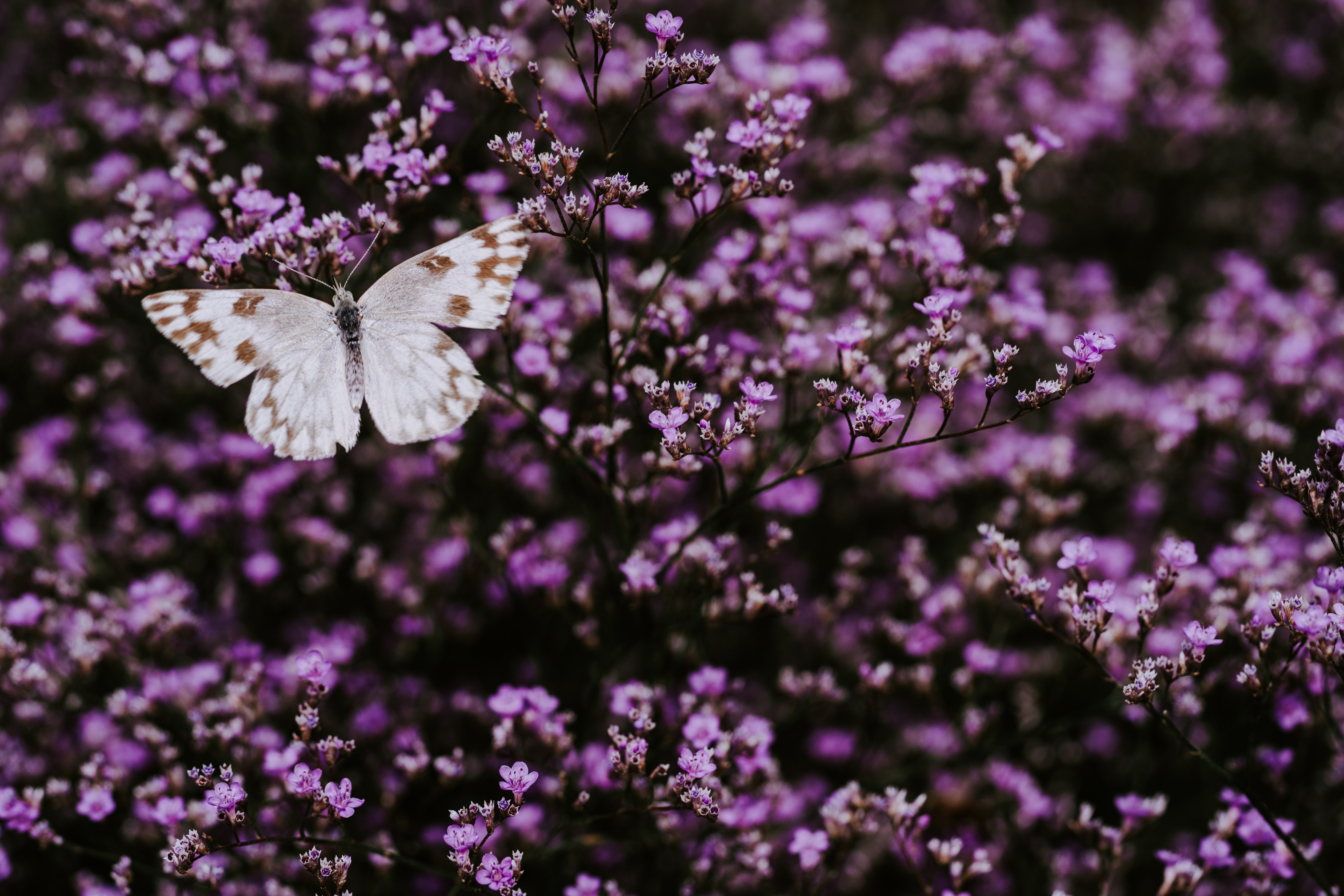 Download mobile wallpaper Insect, Lilac, Wings, Butterfly, Flowers, Macro for free.