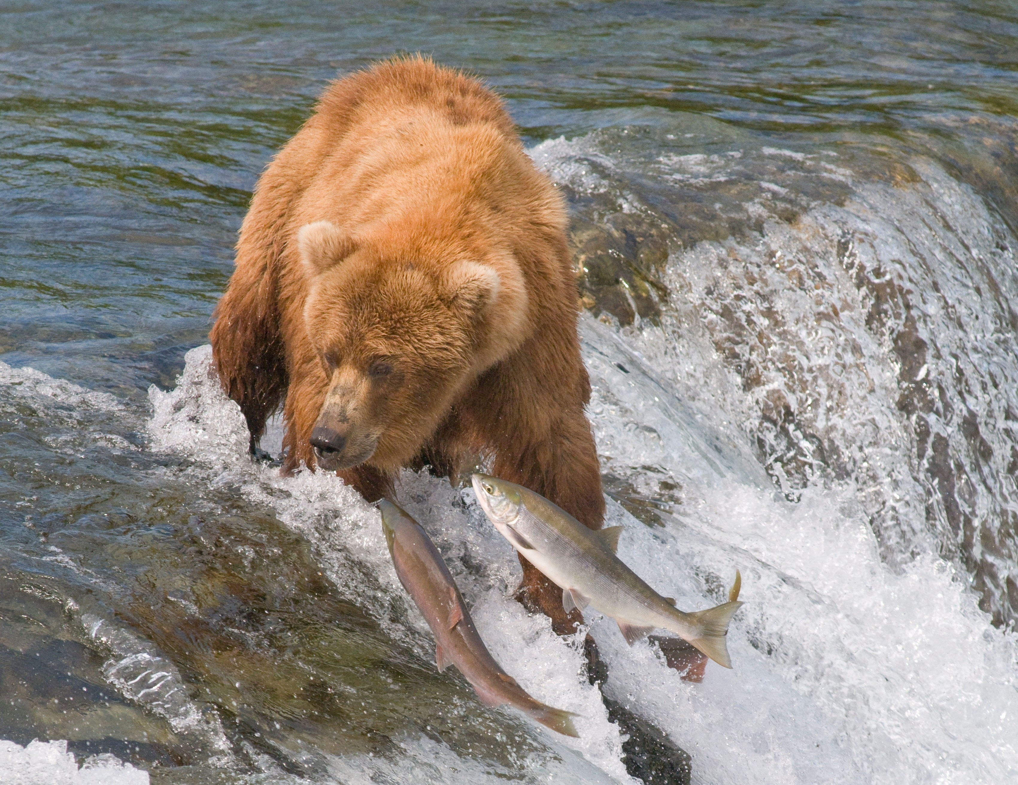 PCデスクトップに動物, 川, 熊, キャッチ, 水, くま, 魚画像を無料でダウンロード