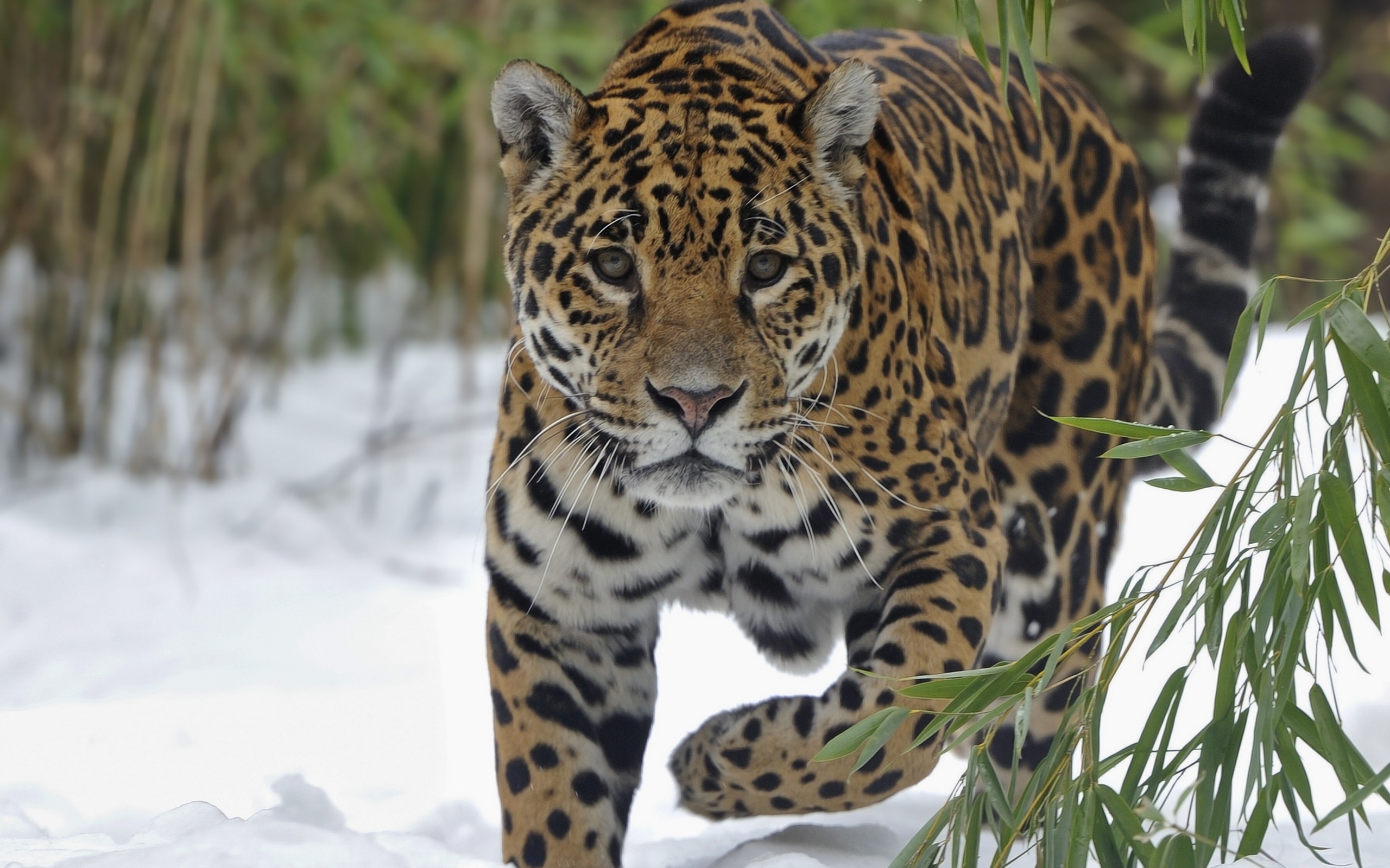 wild predator curious muzzle jaguar animal lg v30  iPhone Wallpapers  Free Download
