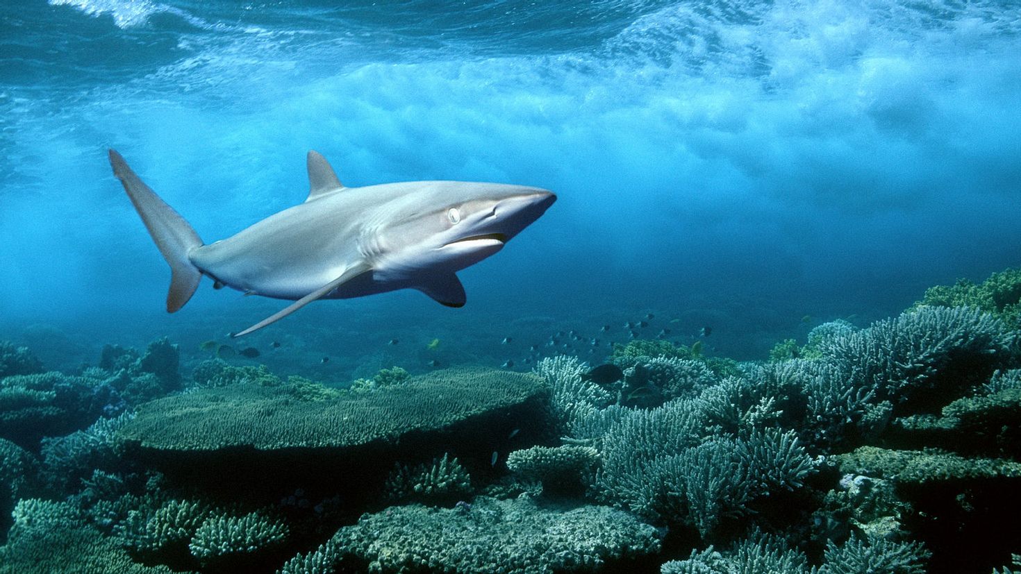 В тихом океане есть акулы. Галапагосская рифовая серая акула. Рифовые акулы в Египте. Австралийская длиннорылая акула. Рифовая акула Шарм Эль Шейх.