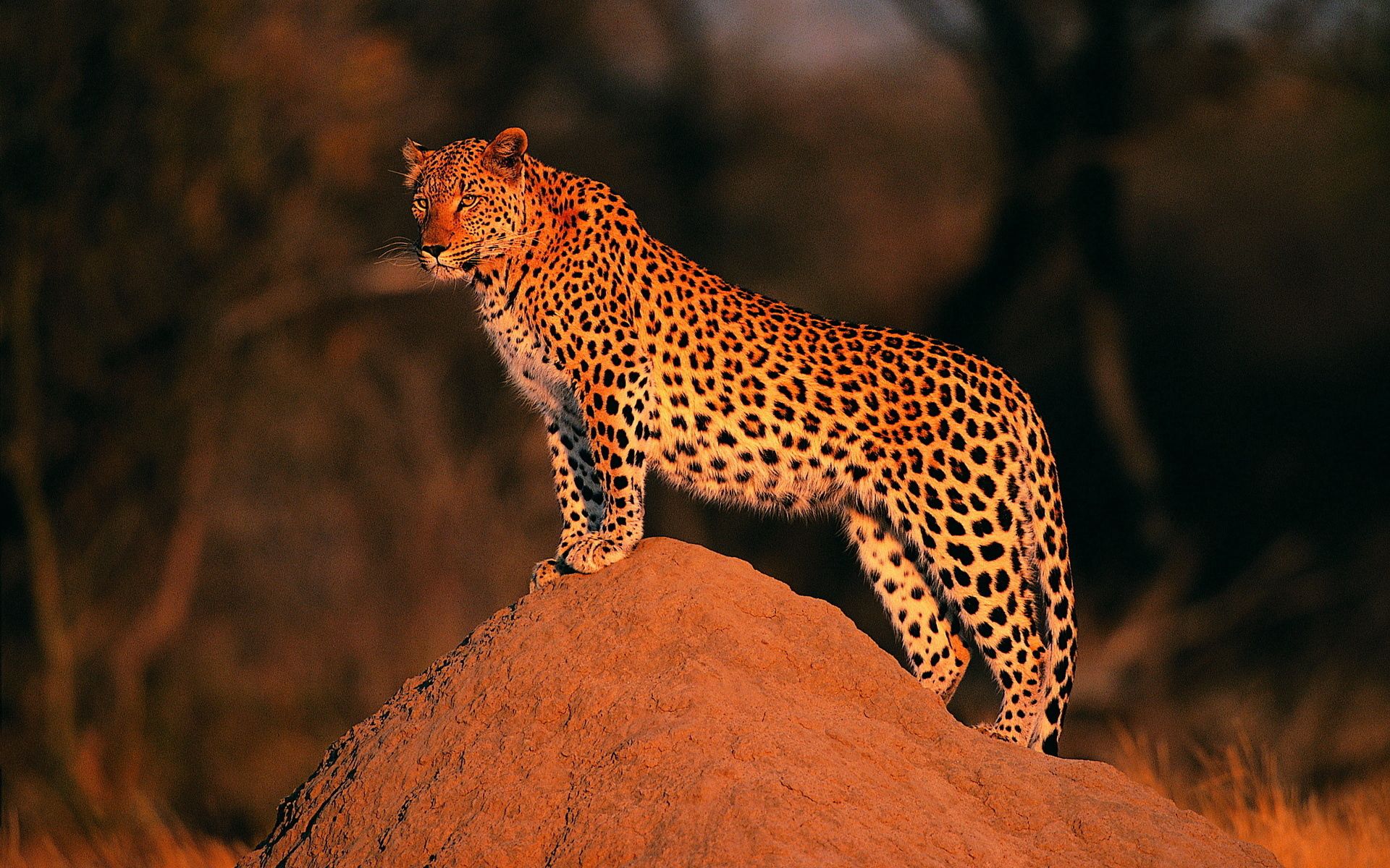116048 Bild herunterladen tiere, leopard, stein, ein stein, sieht, gleichaltrigen - Hintergrundbilder und Bildschirmschoner kostenlos