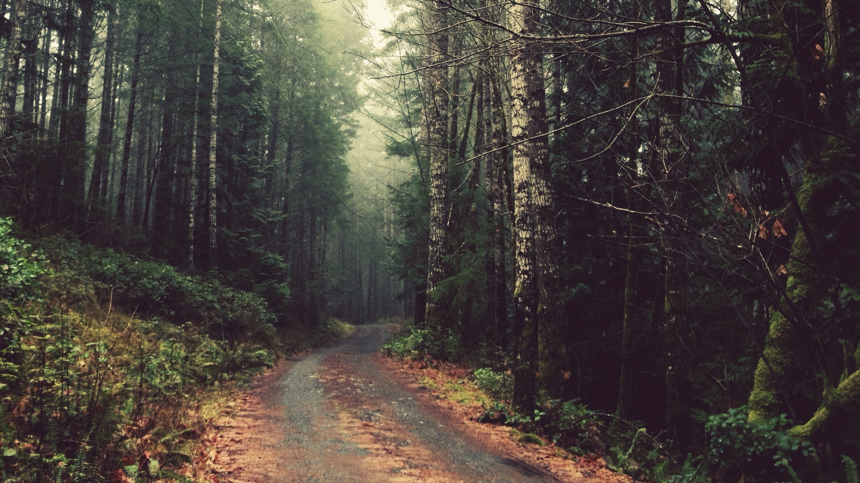 Старая дорога в лесу