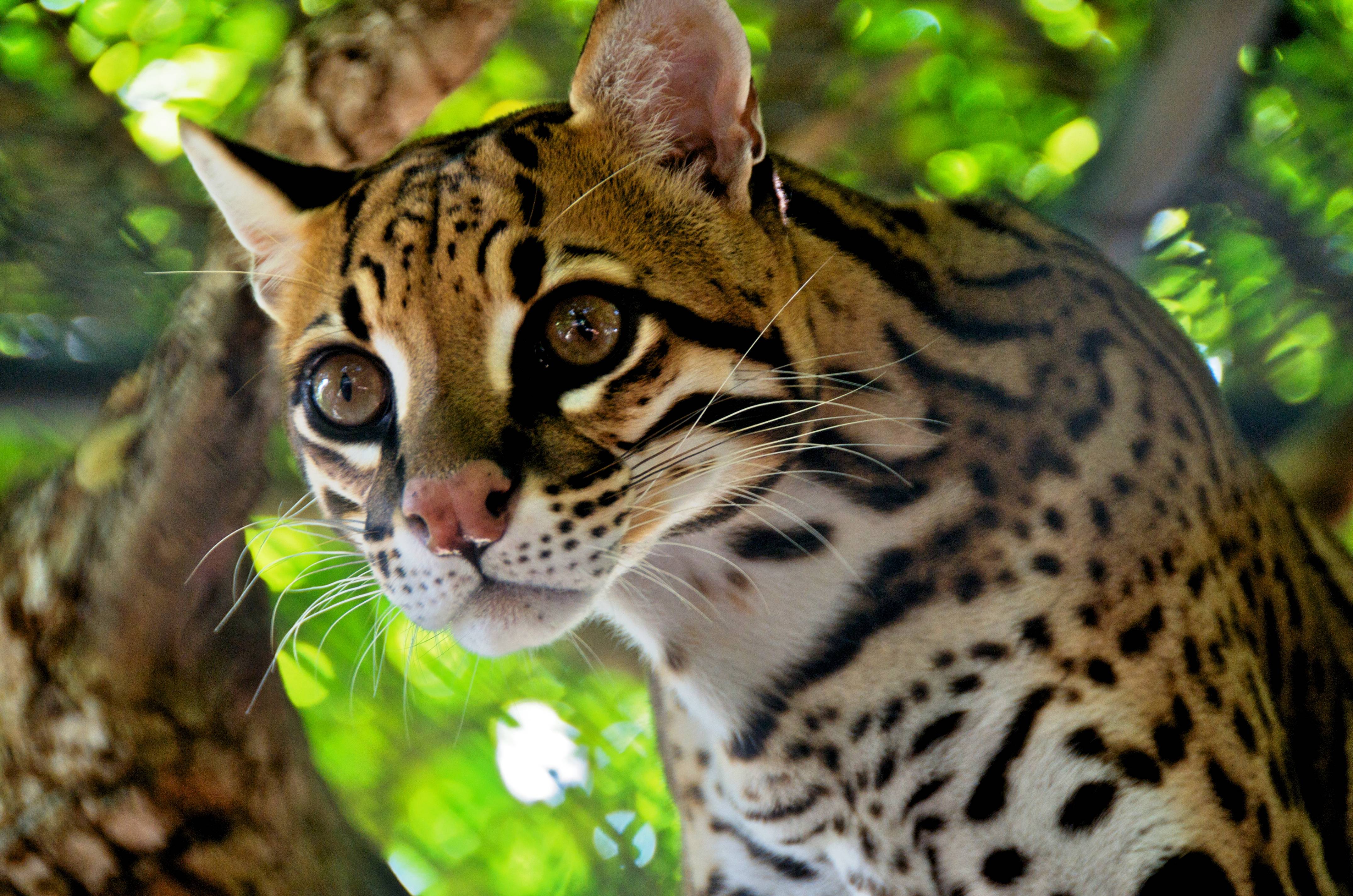animal, ocelot, cats for android
