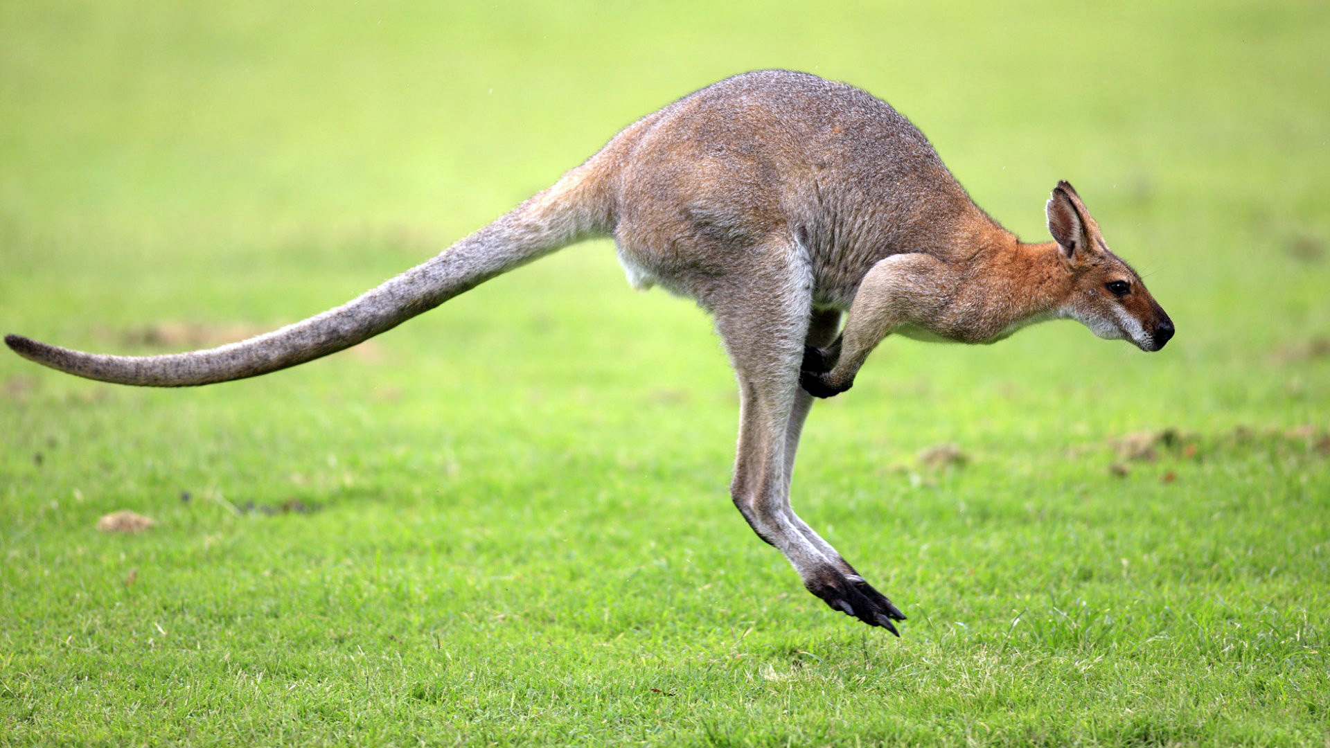 animal, kangaroo QHD