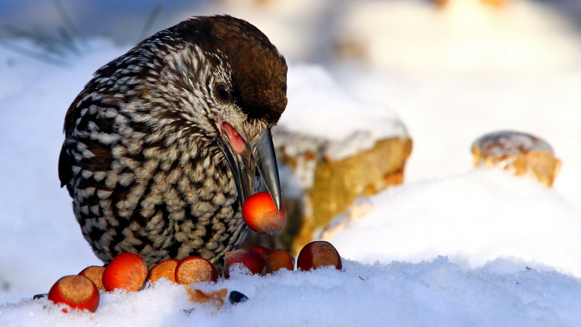 Зимующие птицы Кедровка