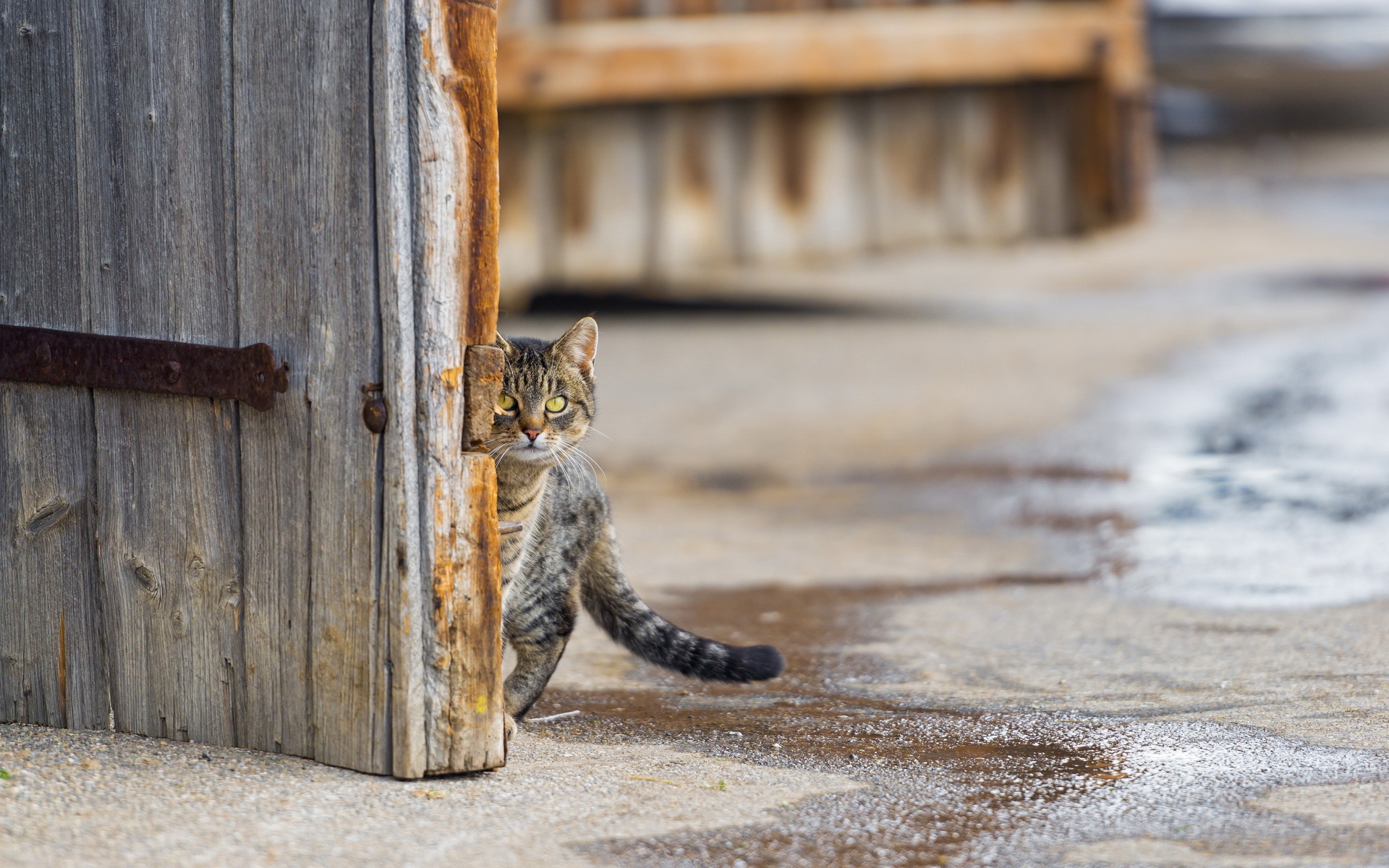 Картинки кошек на улице