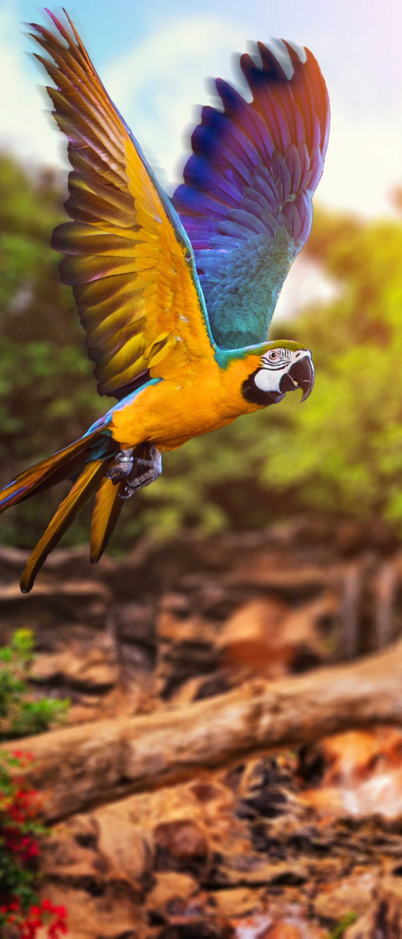 1187822 télécharger l'image animaux, ara bleu, perroquet, ara, ara (oiseau), des oiseaux - fonds d'écran et économiseurs d'écran gratuits