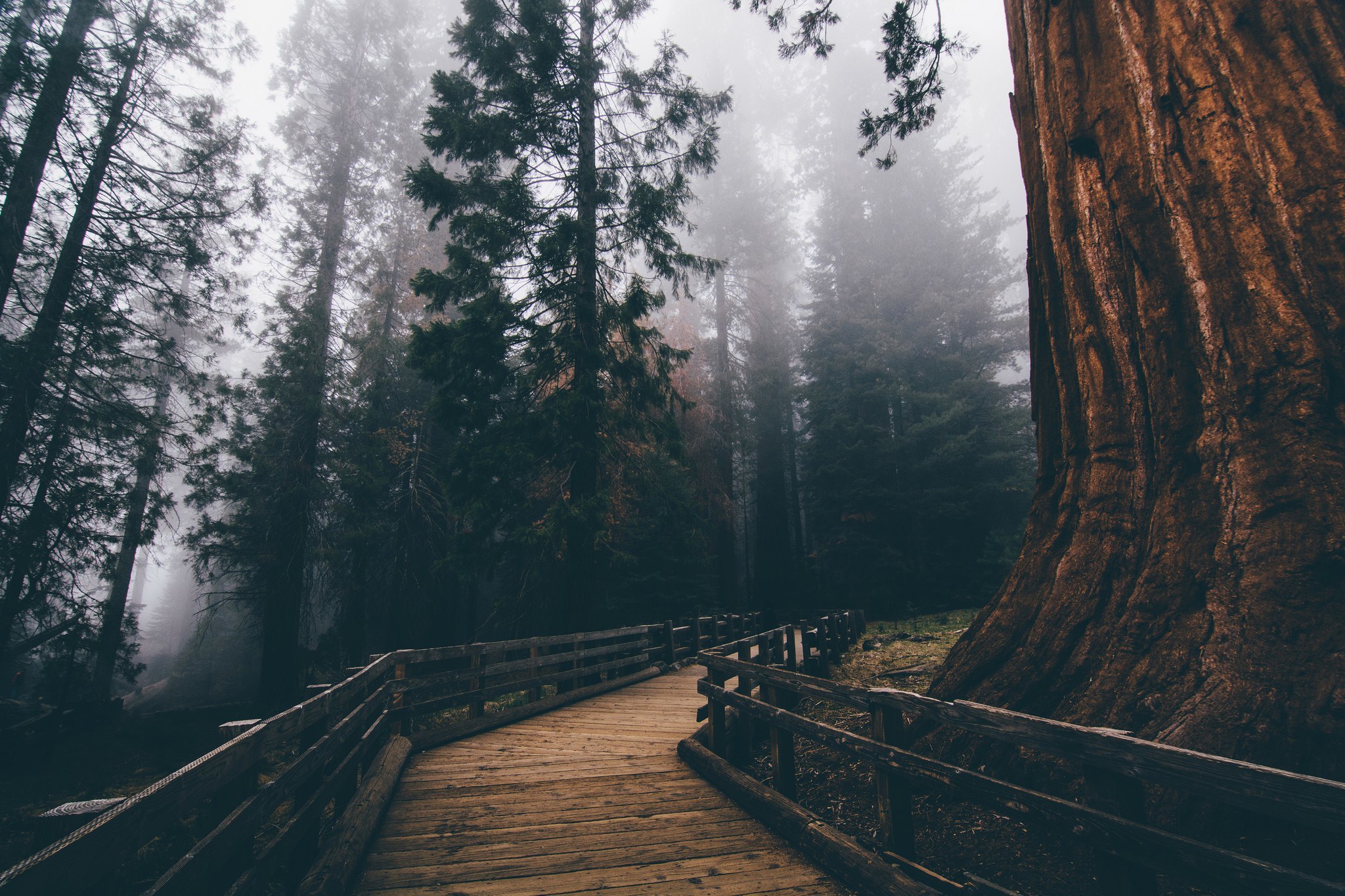 861823 скачать картинку туман, сделано человеком, дорожка, набережная, лес, дерево - обои и заставки бесплатно
