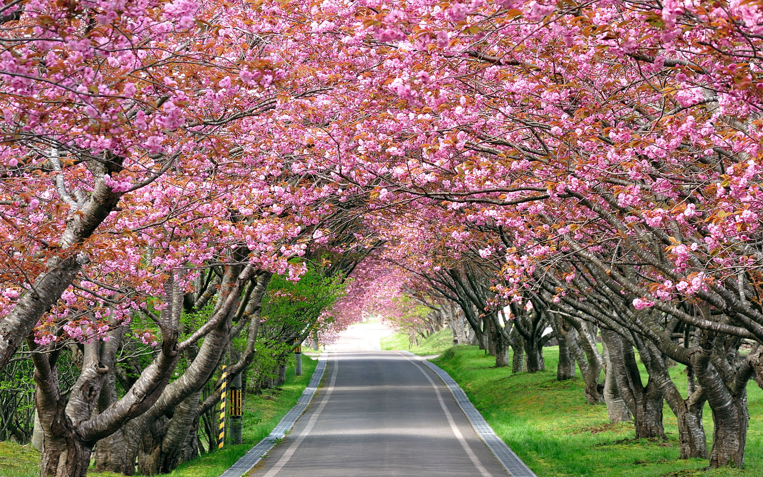 Spring tree. Черри блоссом дерево. Вишня черри блоссом. Сакура черри блоссом. Аллея Сакуры в Японии цветение.