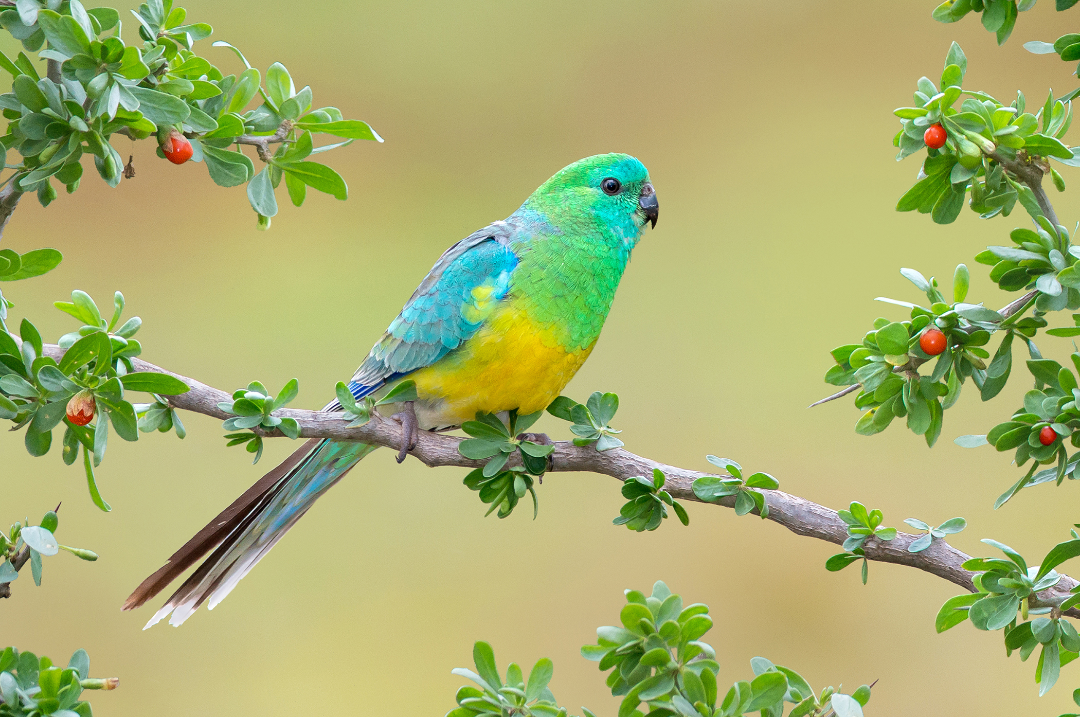 Многоцветный певчий попугай