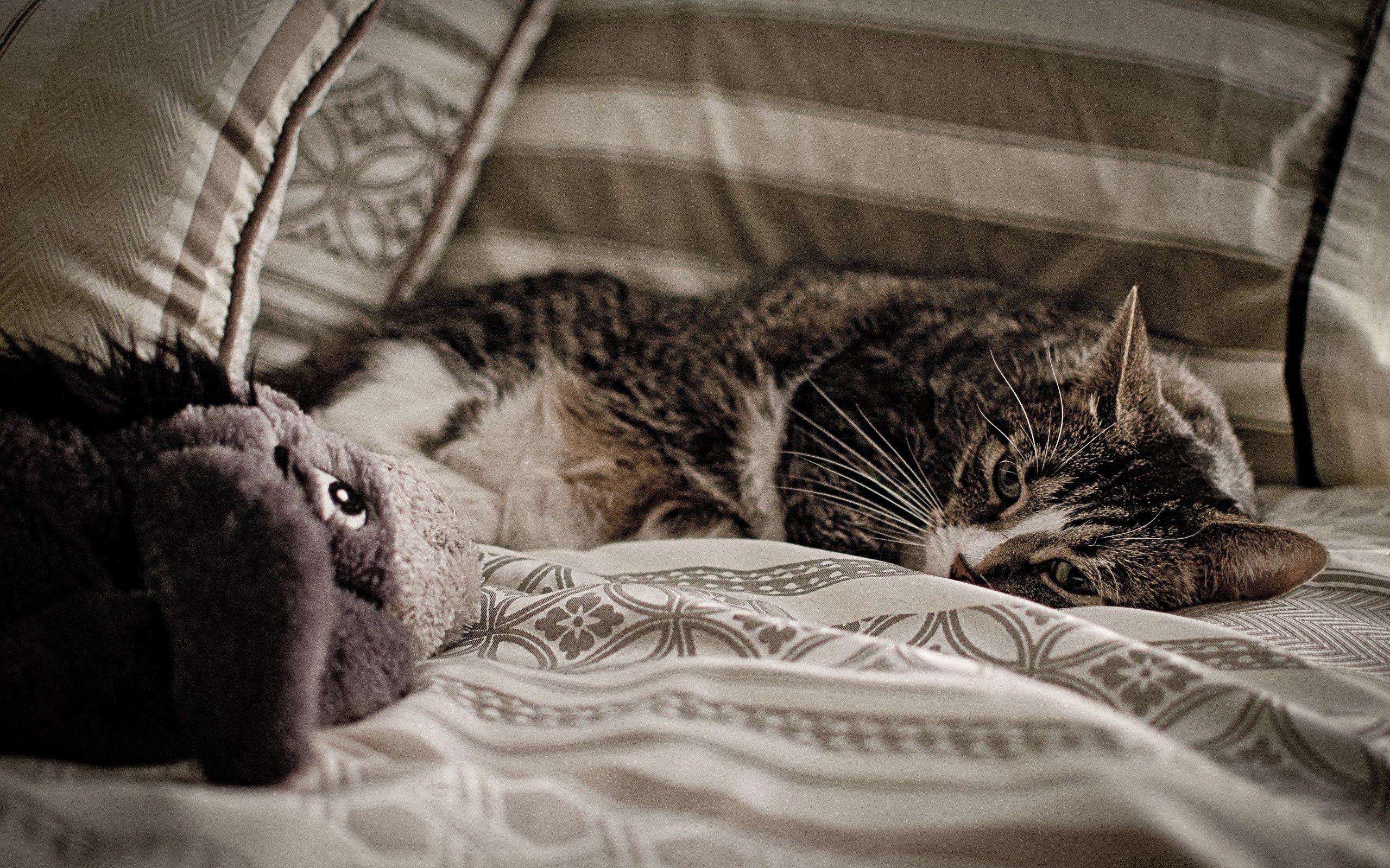 Лежать в постели на улице. Кот на диване. Котик на диване. Котик в кровати.