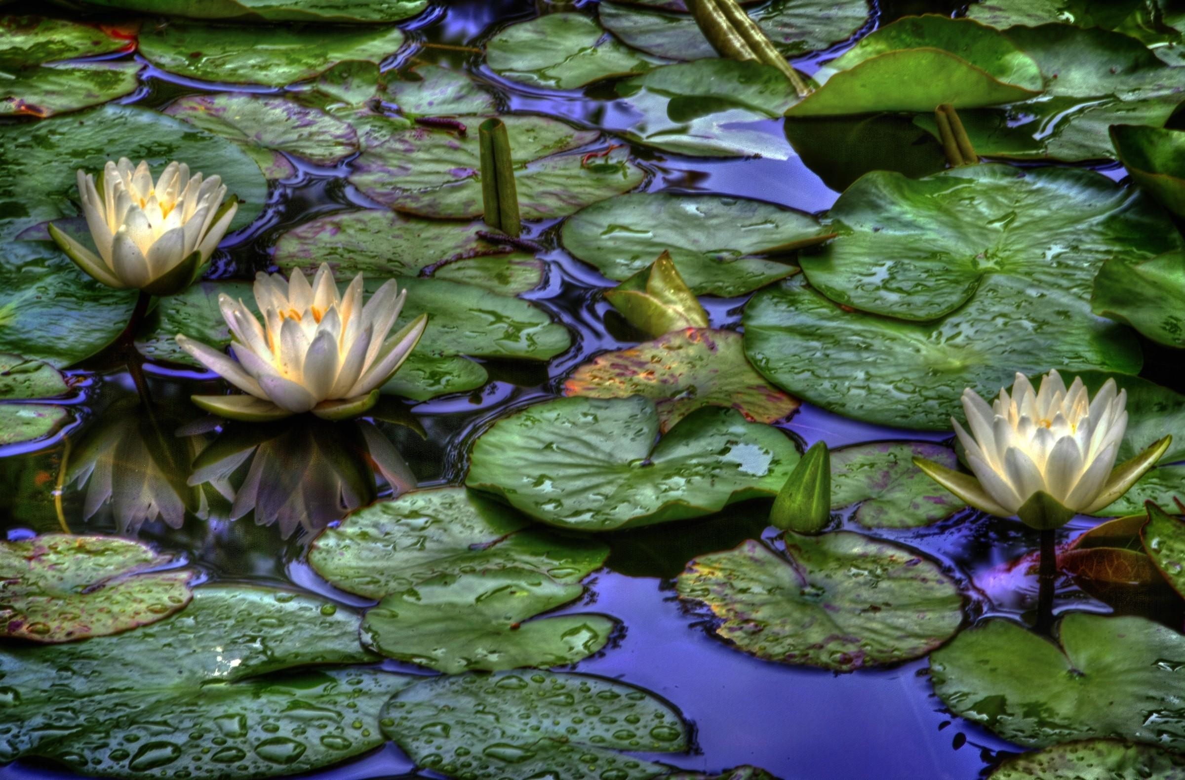 Water Lilies  Free Stock Photos