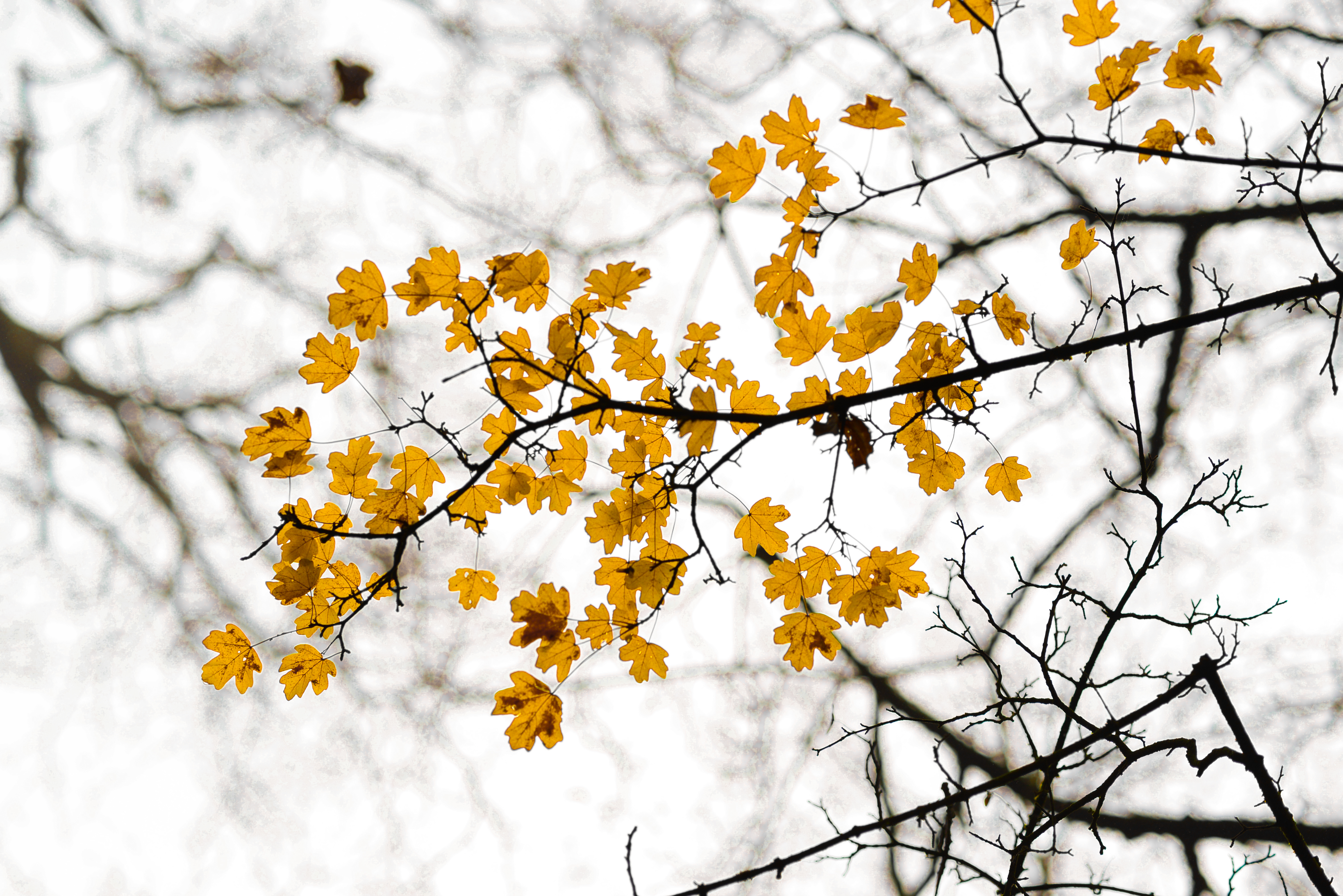 autumn, nature, leaves, branch, mainly cloudy, overcast