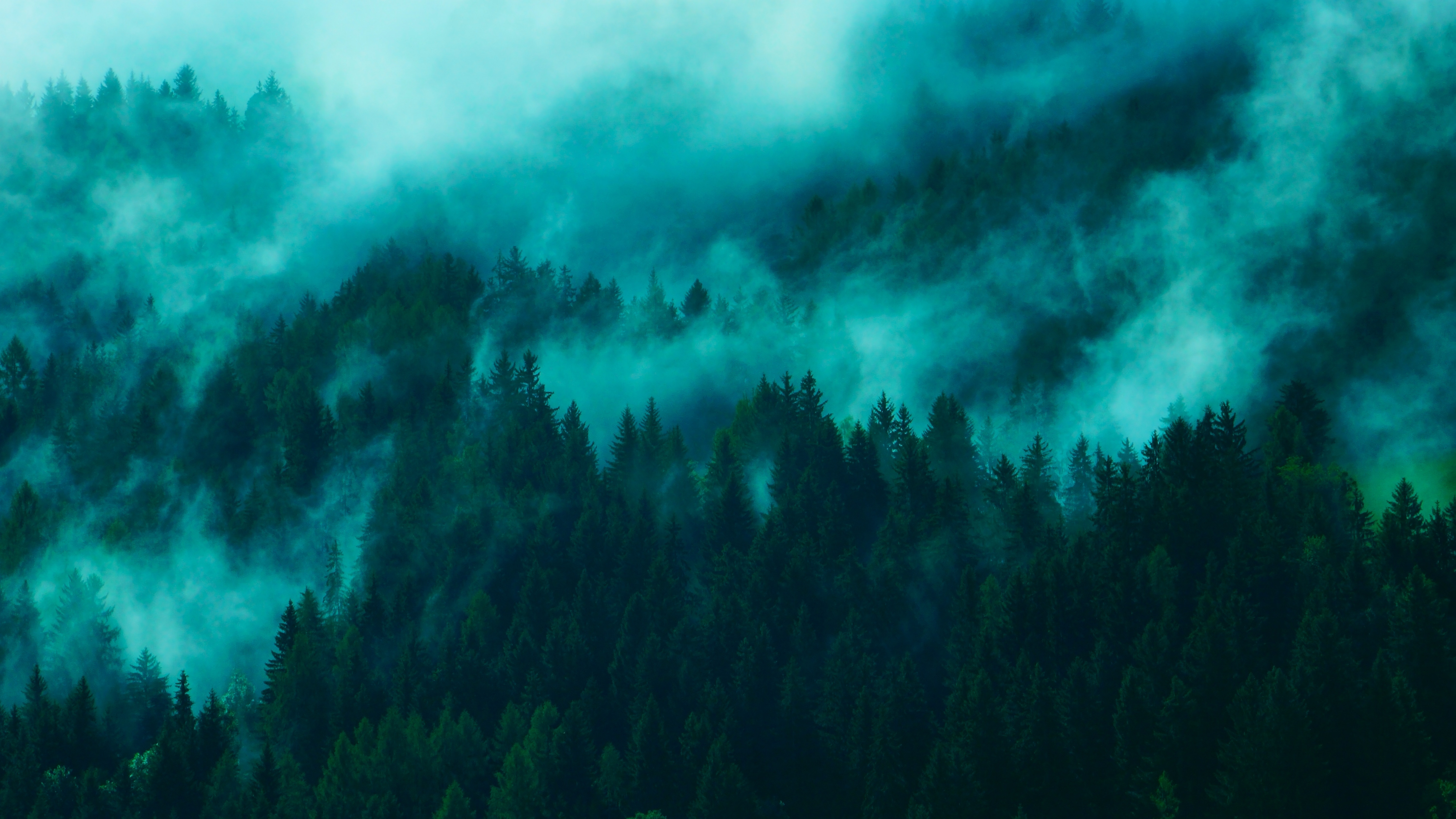 Скачать картинку Туман, Верхушки, Деревья, Природа, Лес в телефон бесплатно.