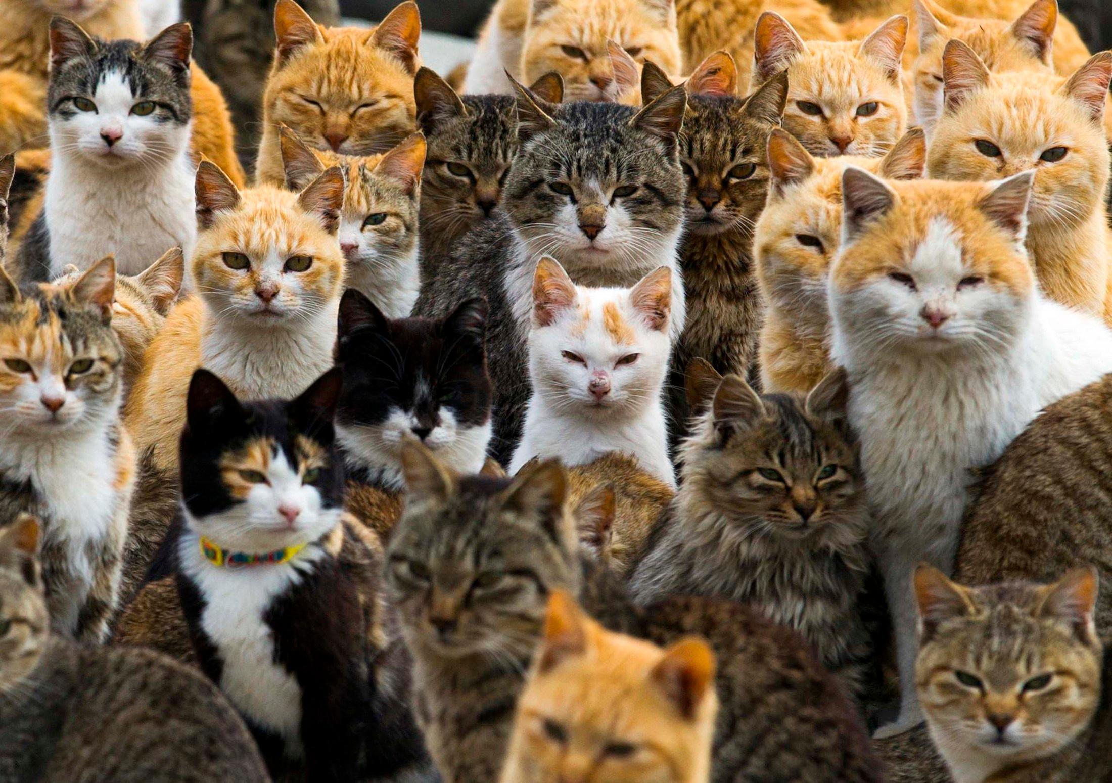 Кошки и т д. Тасиро остров кошек. Остров Аосима. Интересные кошки. Много котиков.