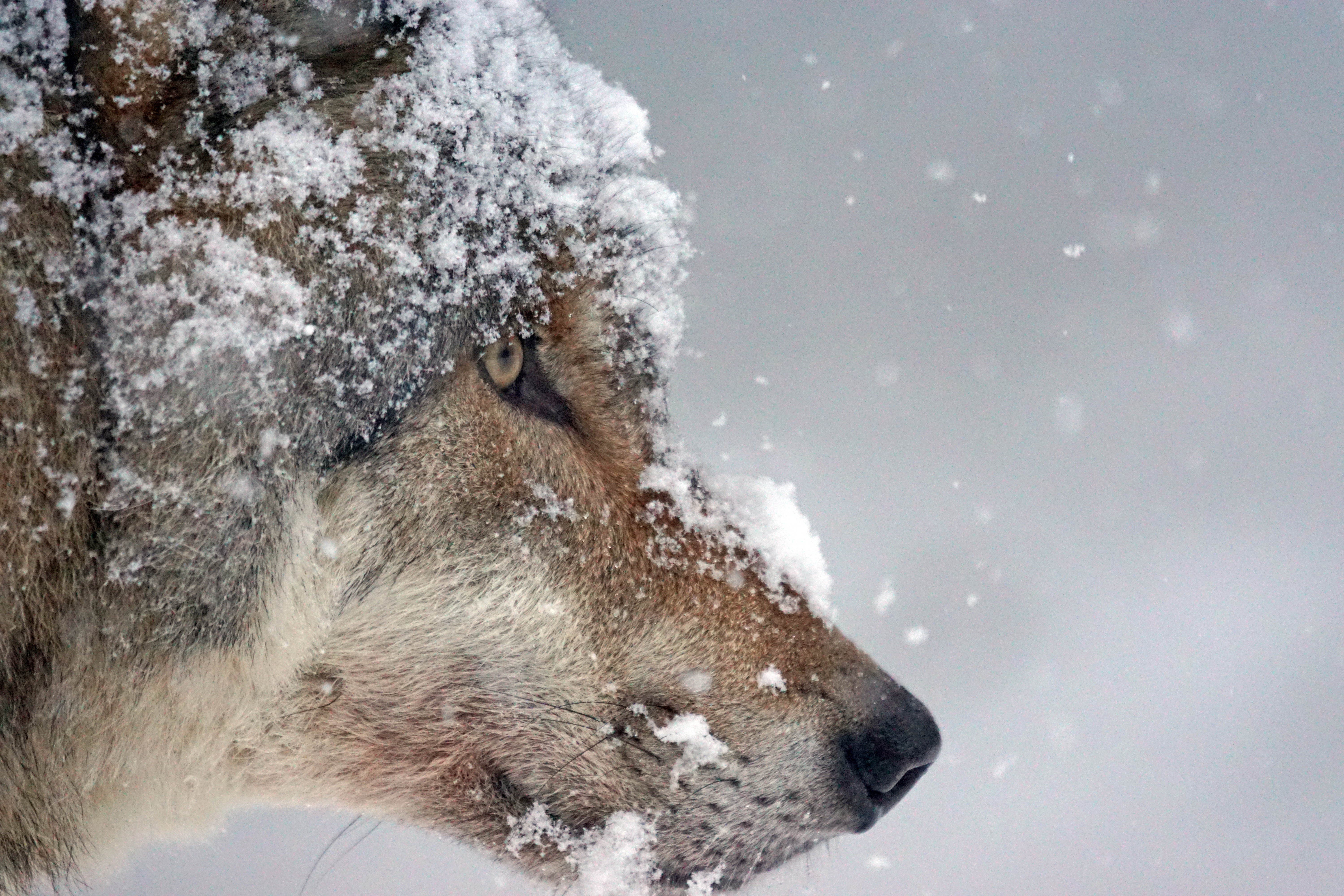 Handy-Wallpaper Schnee, Predator, Schnauze, Raubtier, Tiere, Wolf kostenlos herunterladen.