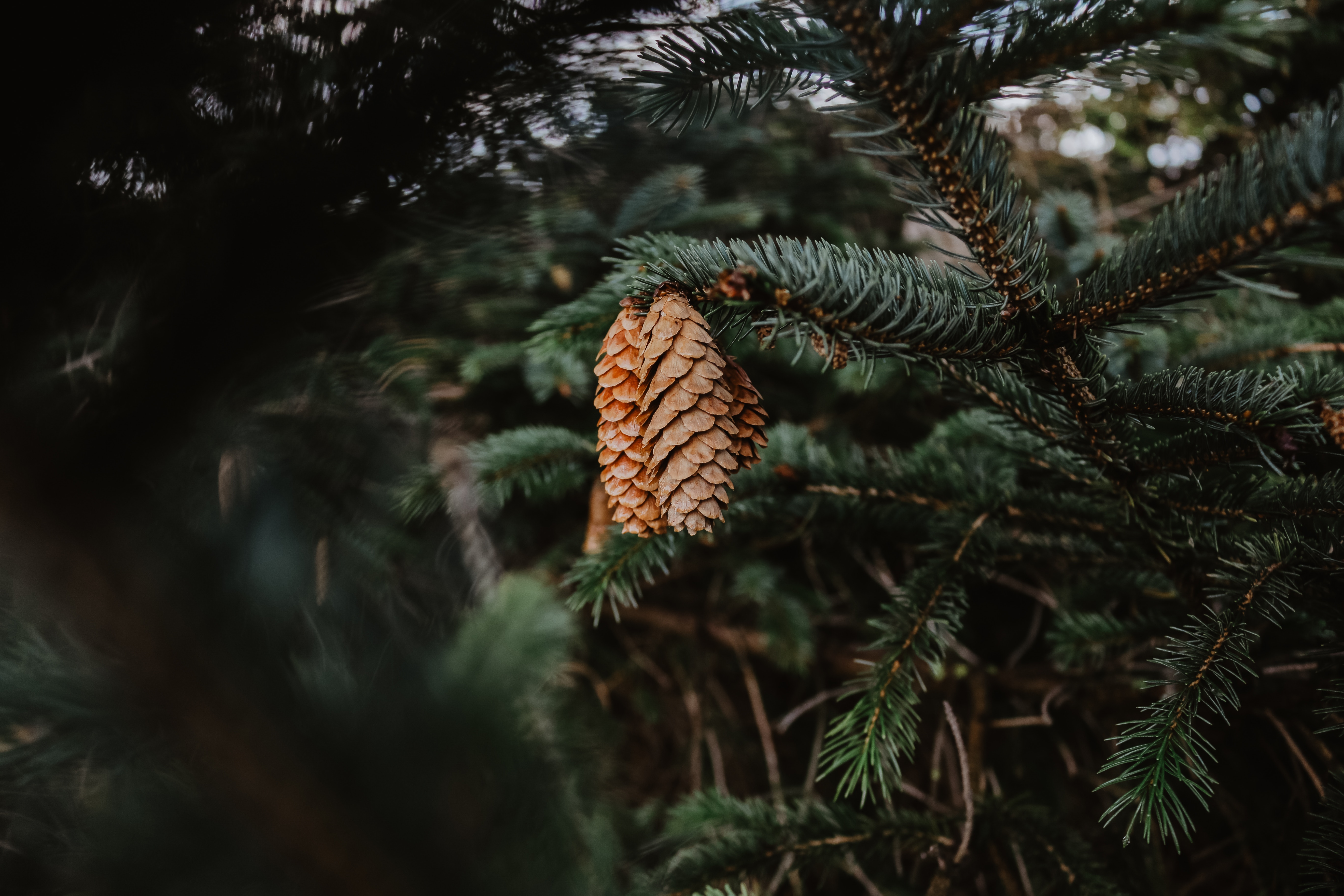 Download mobile wallpaper Needle, Cones, Pine, Branch, Nature for free.