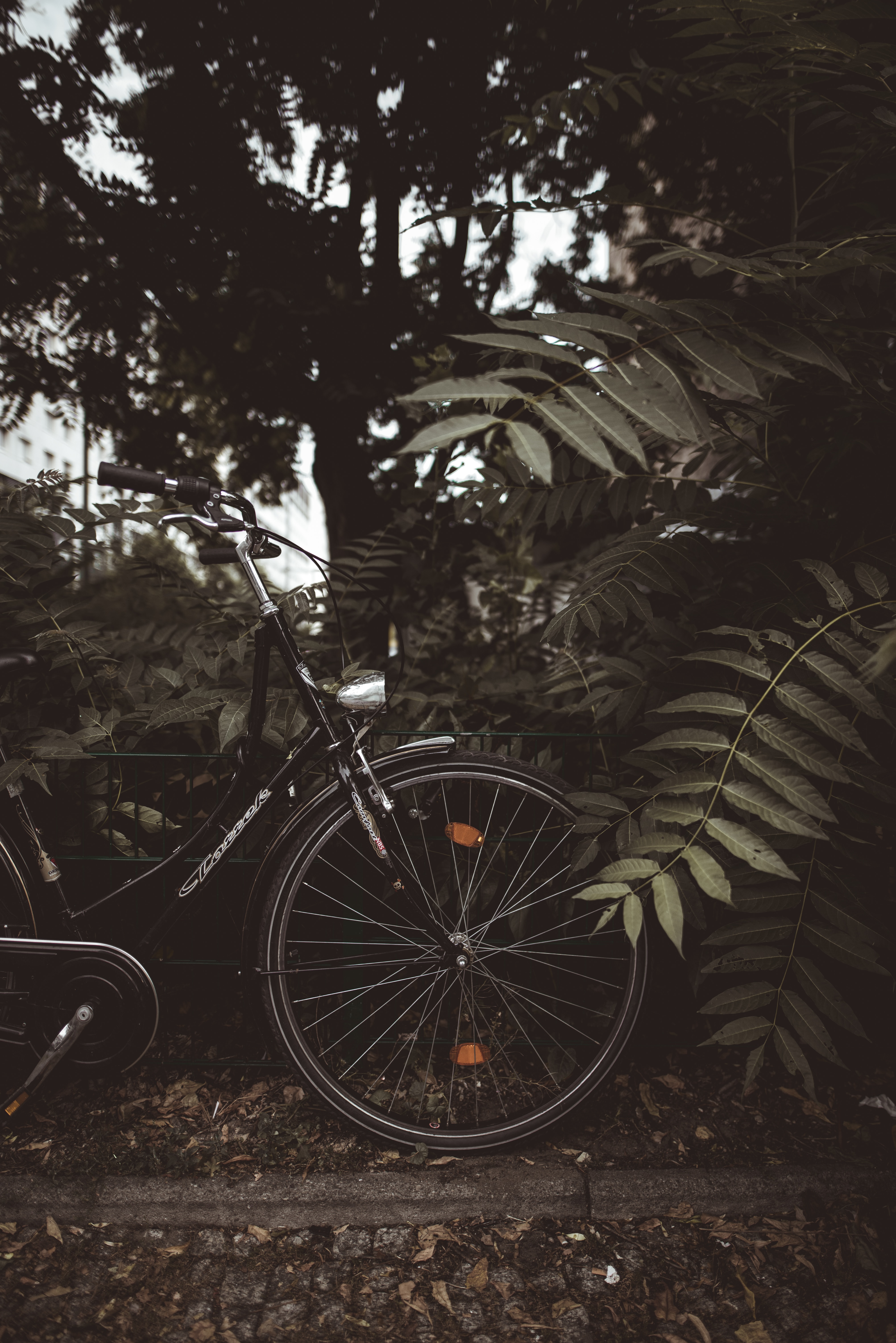 Download mobile wallpaper Branches, Miscellaneous, Leaves, Miscellanea, Trees, Bicycle, Dark for free.