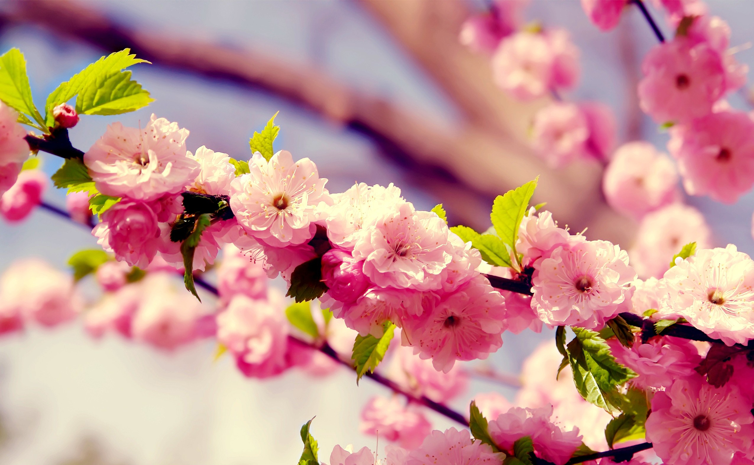 приложение красивые живые эффекты на фото весна
