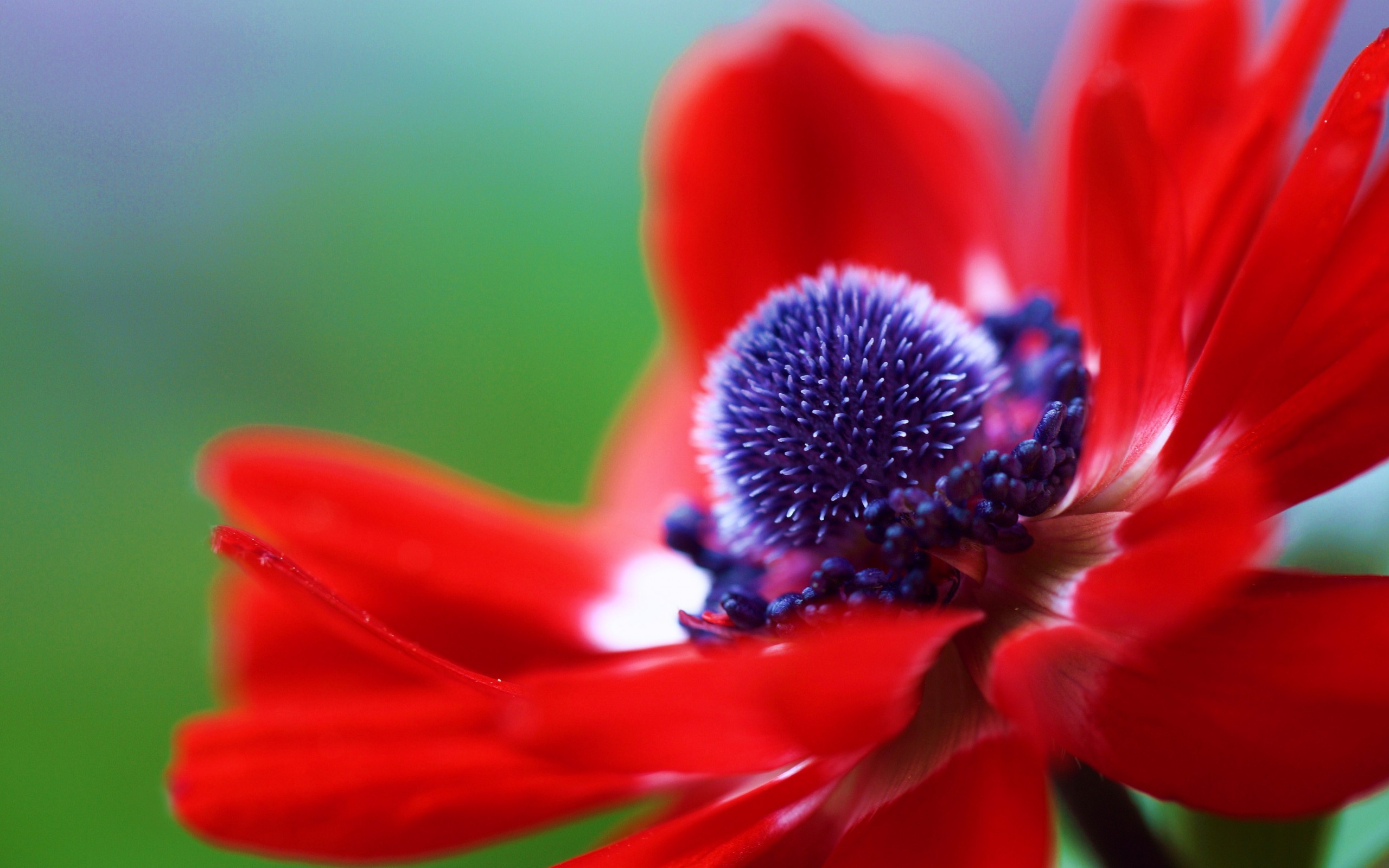 Ярко красный цветок макро