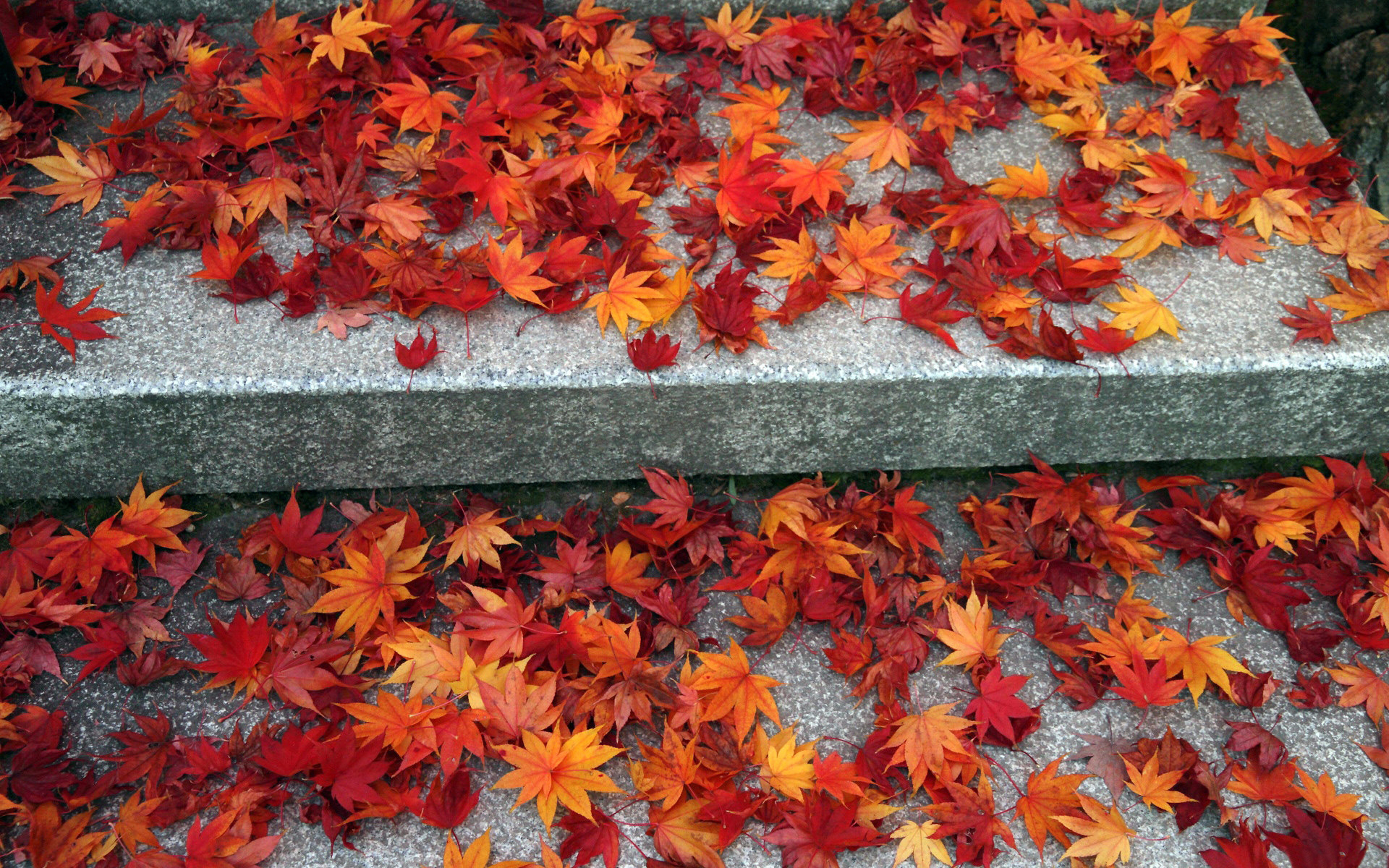 Handy-Wallpaper Pflanzen, Blätter, Herbst kostenlos herunterladen.