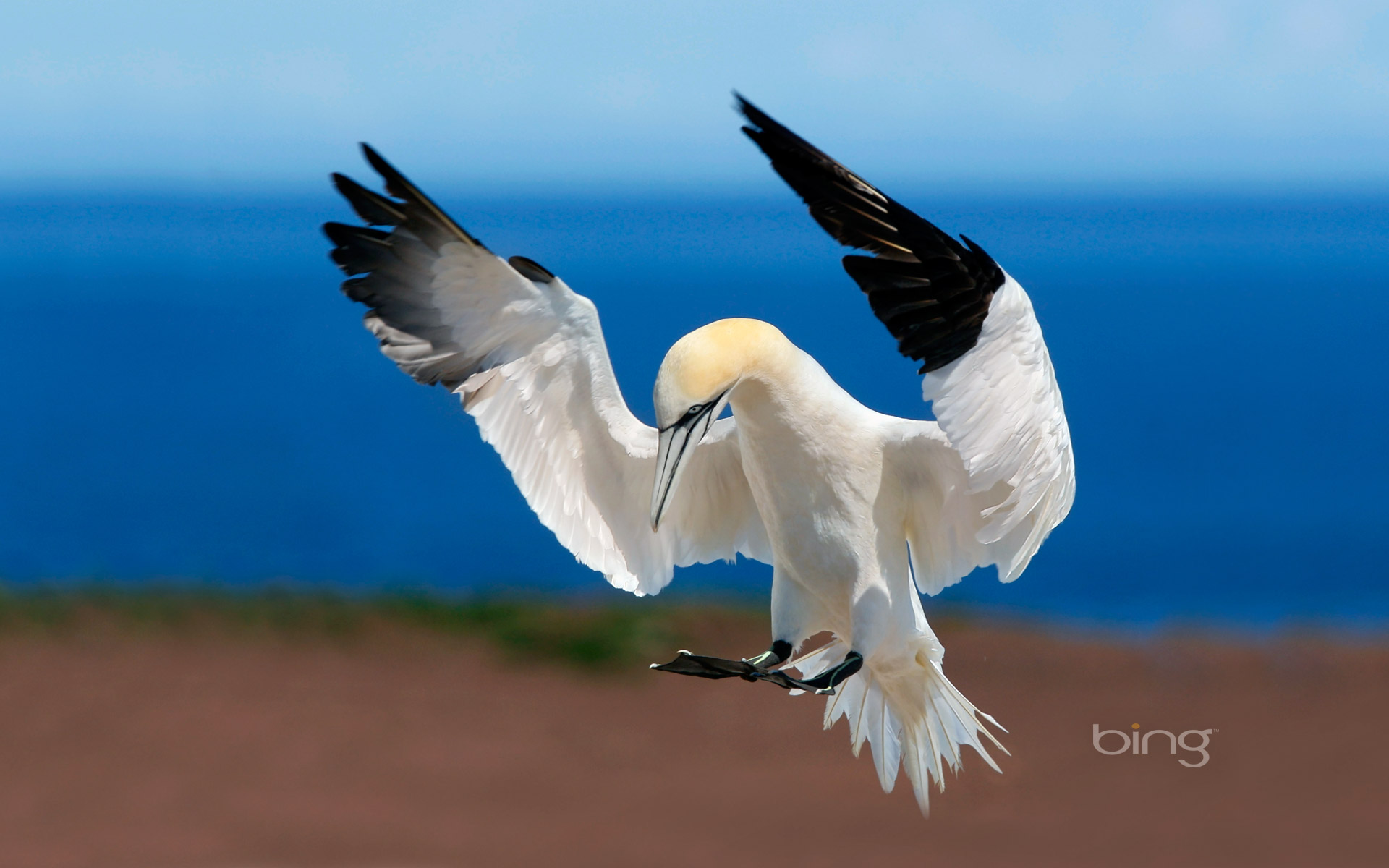 animal, northern gannet, bird, flight, gannet, birds HD wallpaper