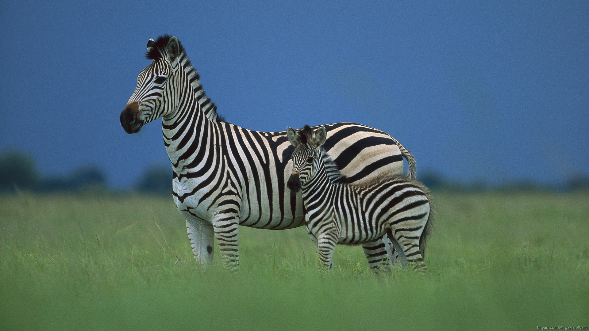 zebra, animal iphone wallpaper