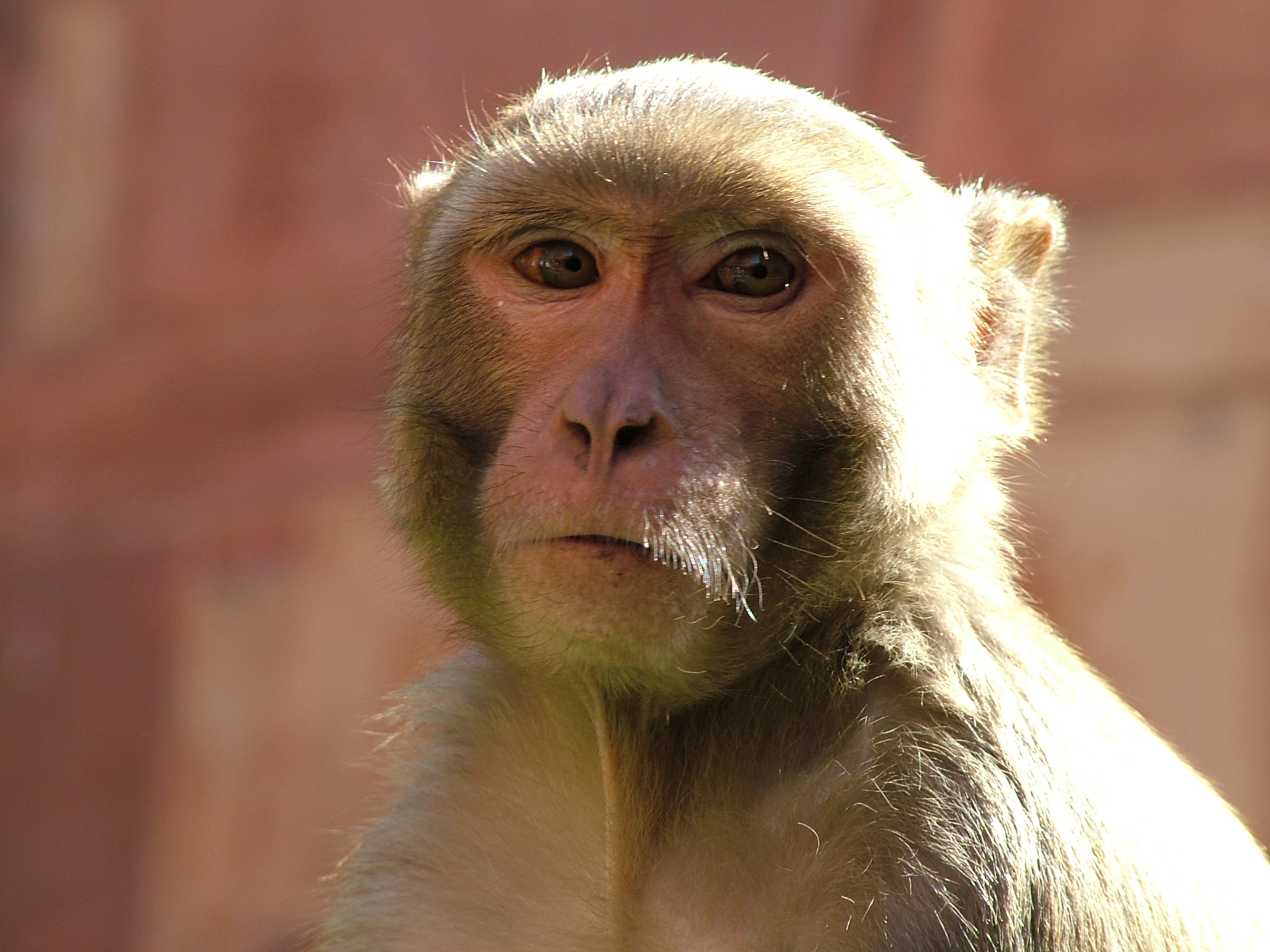 Laden Sie das Schnauze, Ein Affe, Wilde Natur, Wildlife, Tiere, Affe-Bild kostenlos auf Ihren PC-Desktop herunter