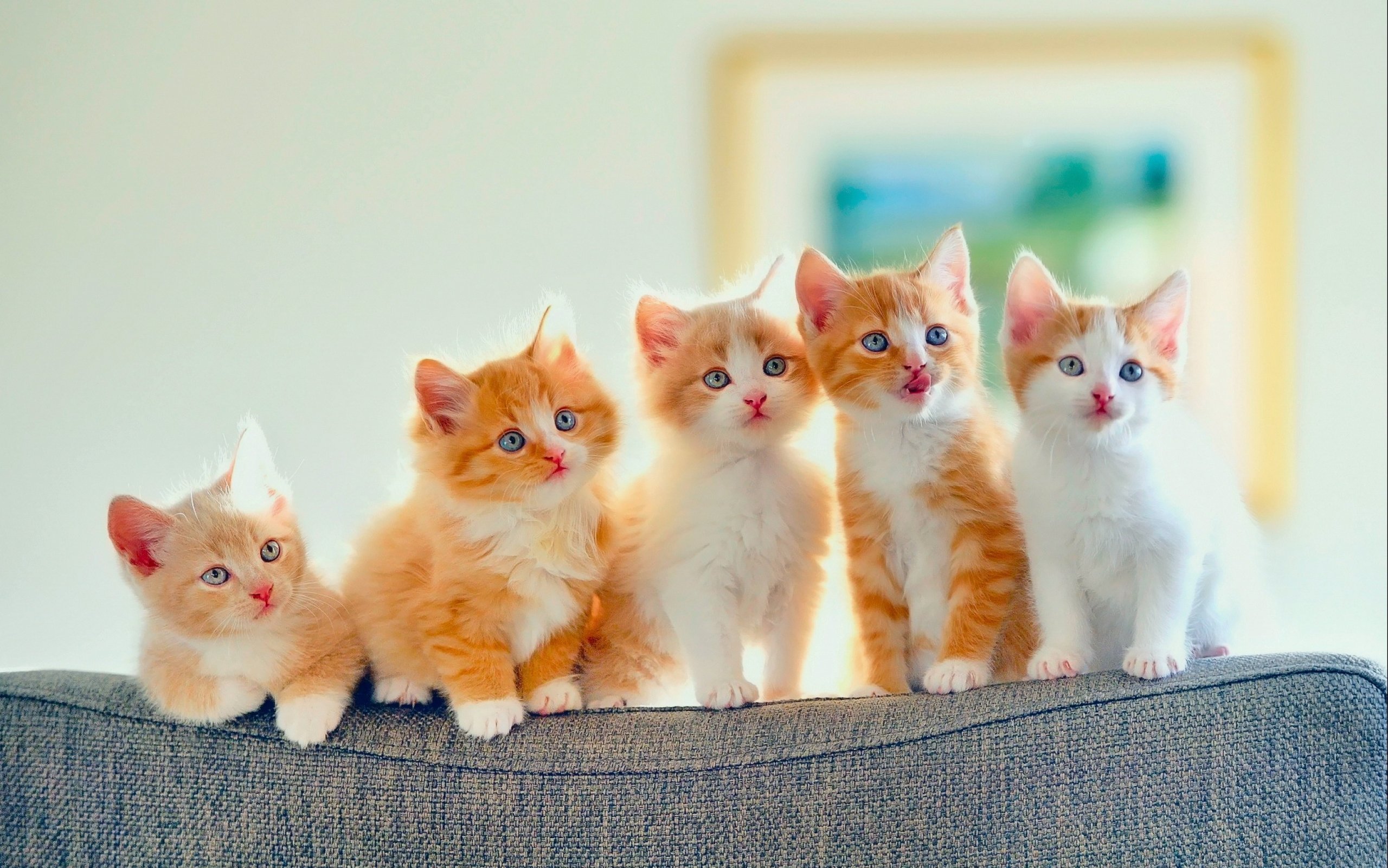 картинки кошки кошечки