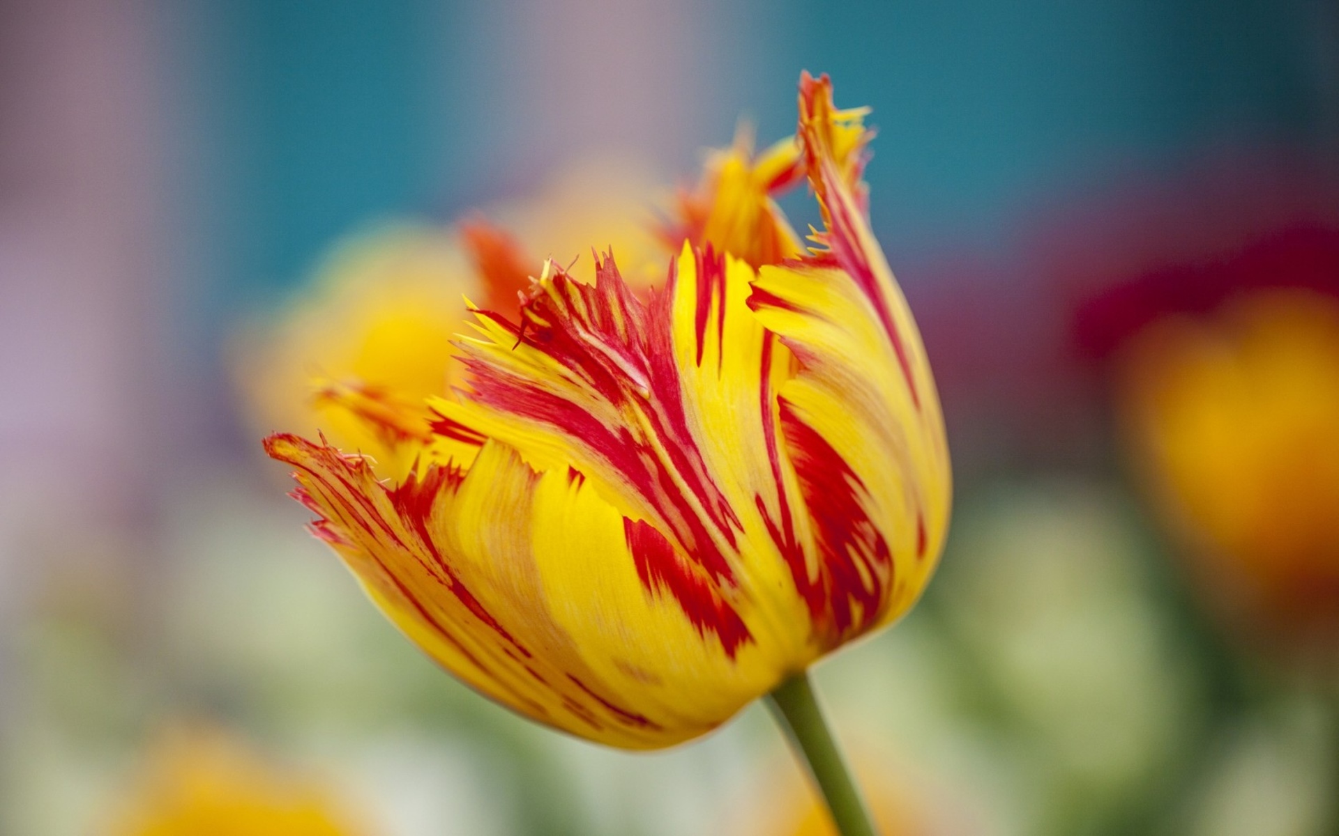 Красные и желтые тюльпаны
