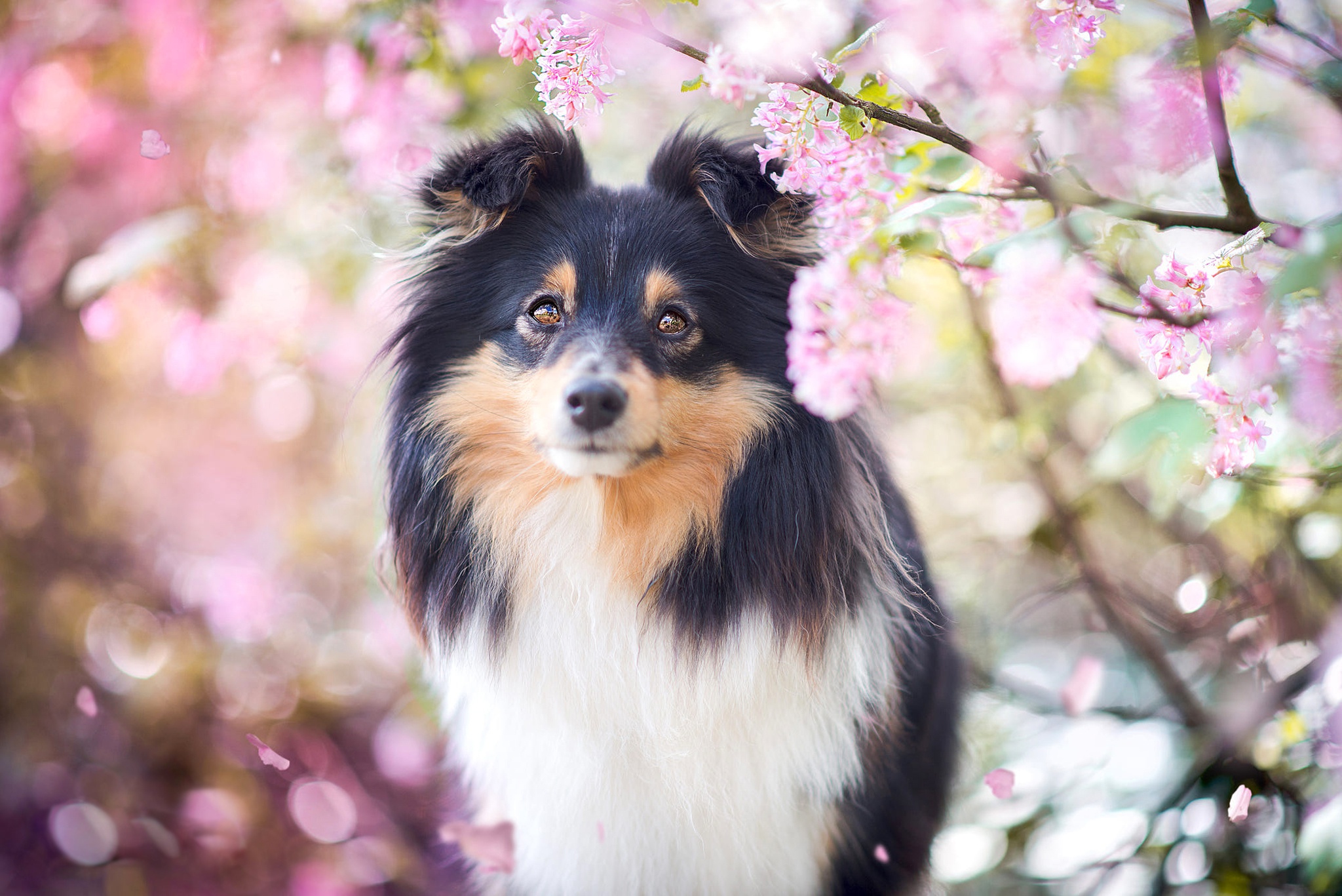 Собаки весной картинки. Весенняя собака. Красивые собаки. Собака весной.