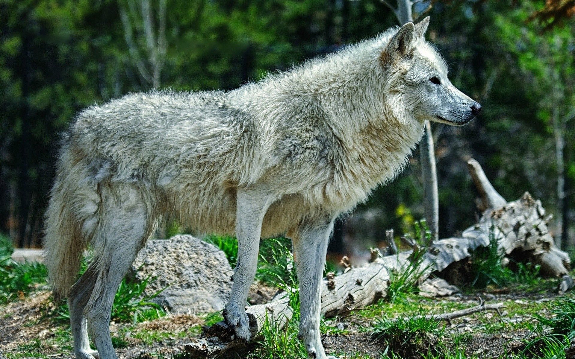 PCデスクトップに動物, 草, 光, プレデター, 捕食者, 明るい色, 狼画像を無料でダウンロード