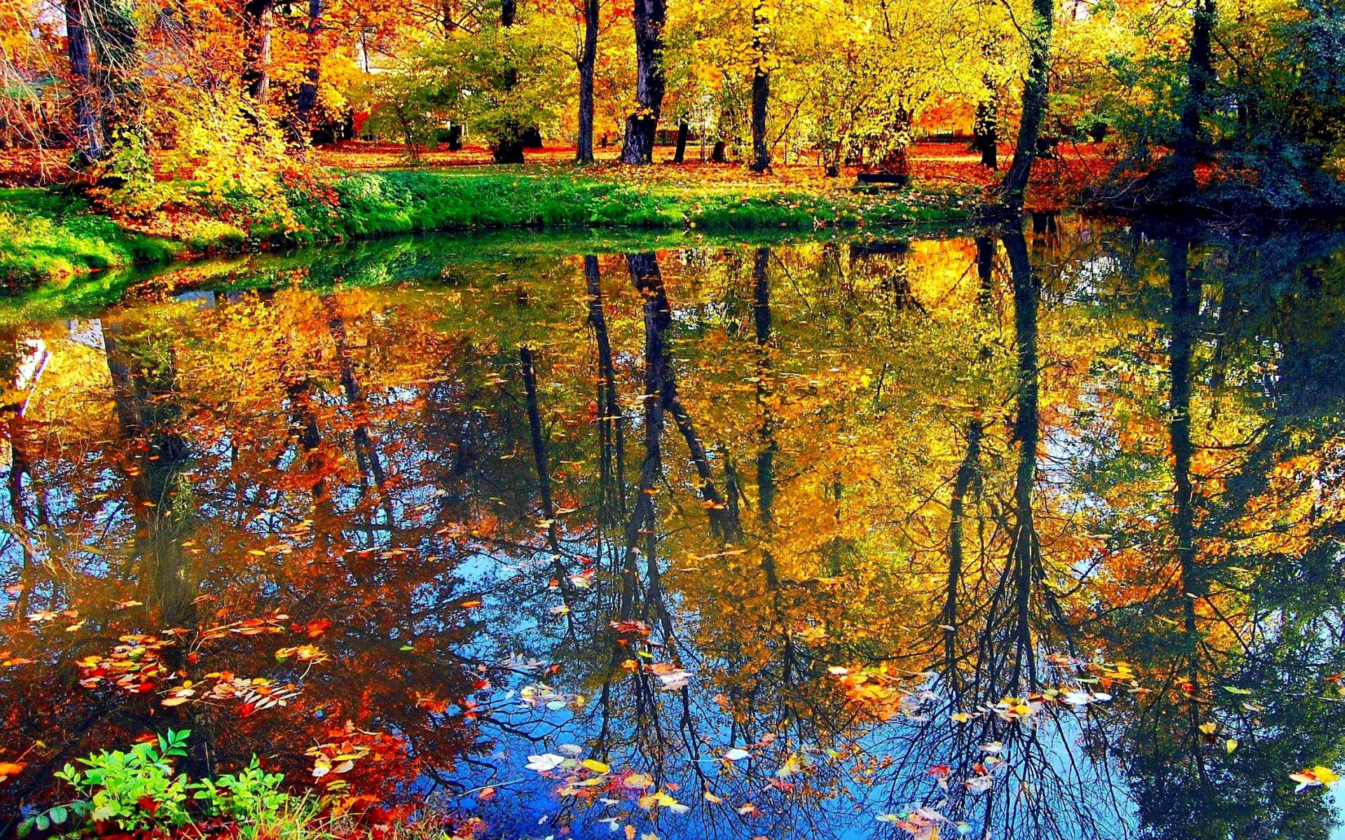 Осень пруд листья