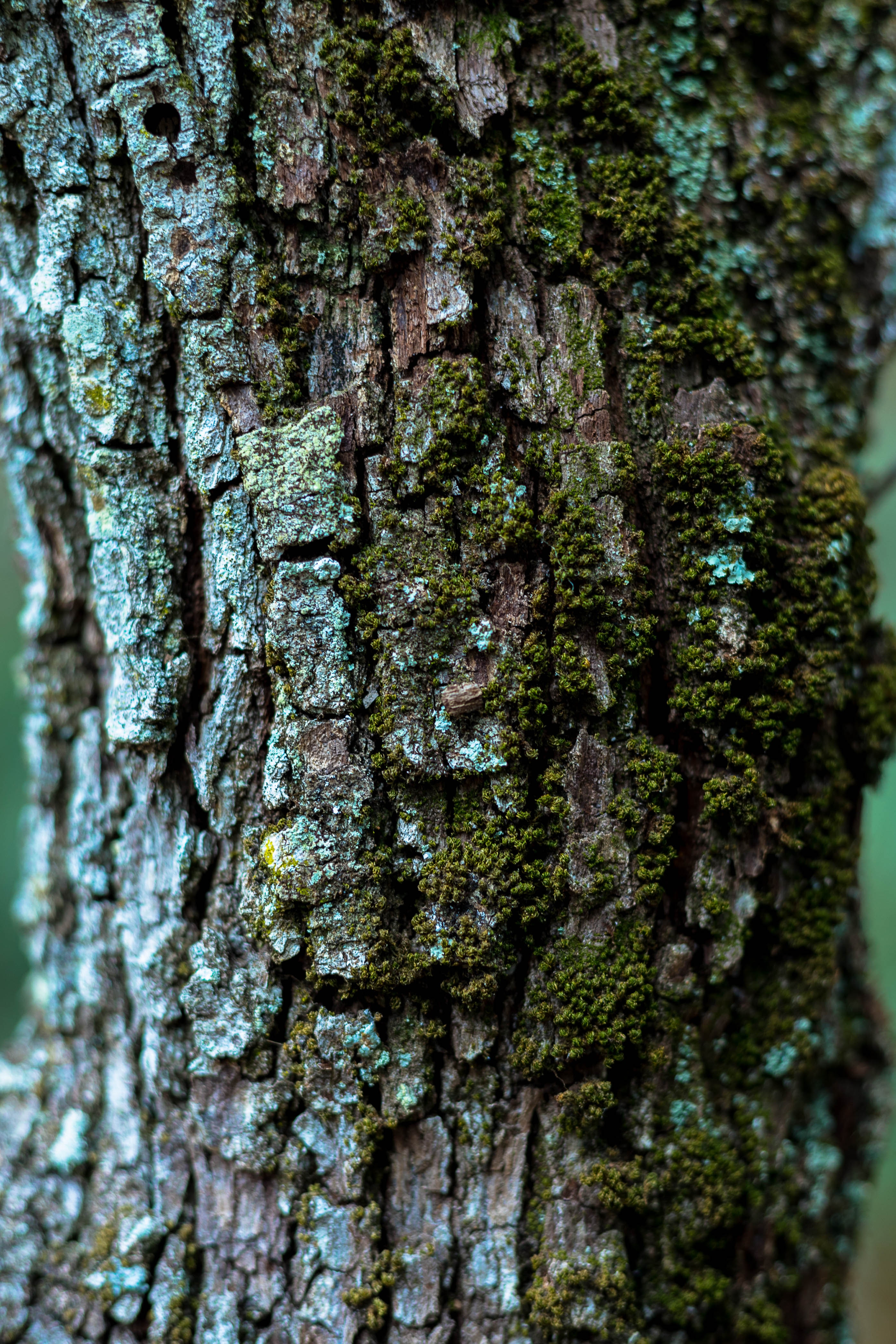 moss, macro, wood, tree, bark, trunk iphone wallpaper
