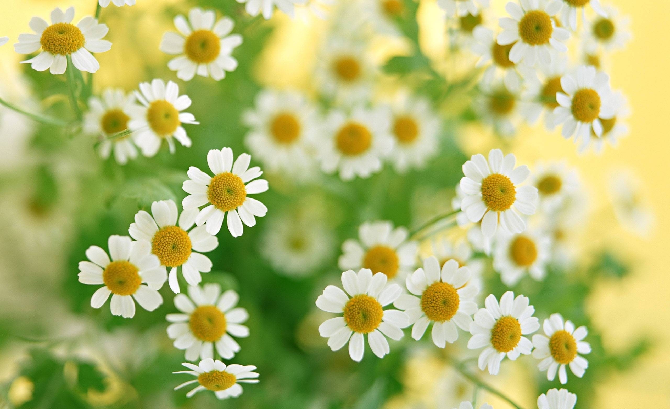 Free download wallpaper Flowers, Summer, Petals, Close Up, Bouquet, Camomile on your PC desktop
