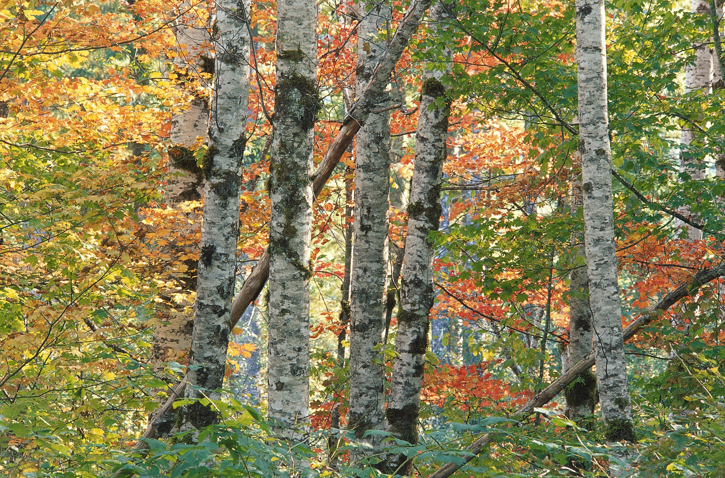 145363壁紙のダウンロード自然, 木, 秋, 葉, バーチ, 森林, 森, 色とりどり, 吠える, 樹皮, 多色の-スクリーンセーバーと写真を無料で