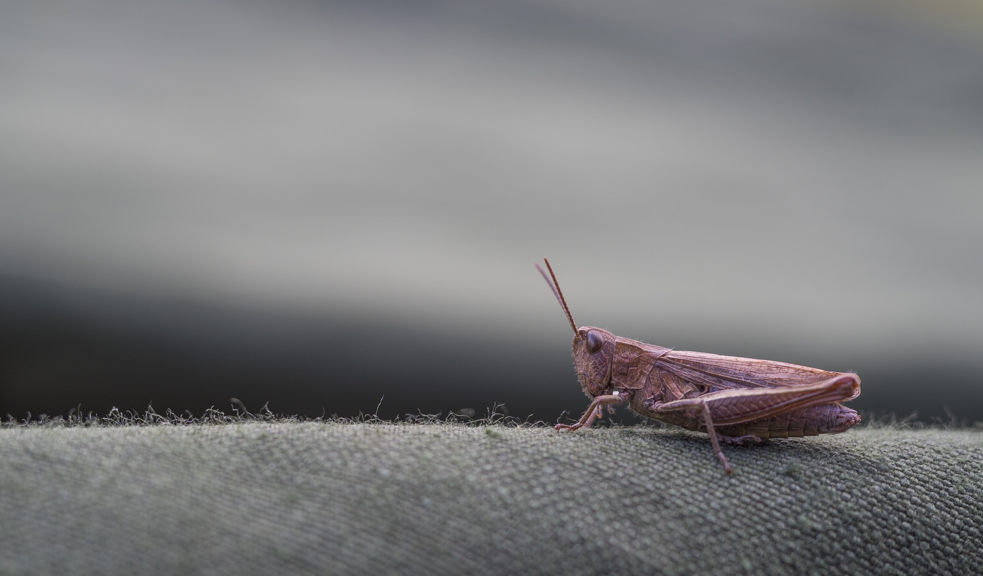 Download mobile wallpaper Grasshopper, Macro, Insect for free.