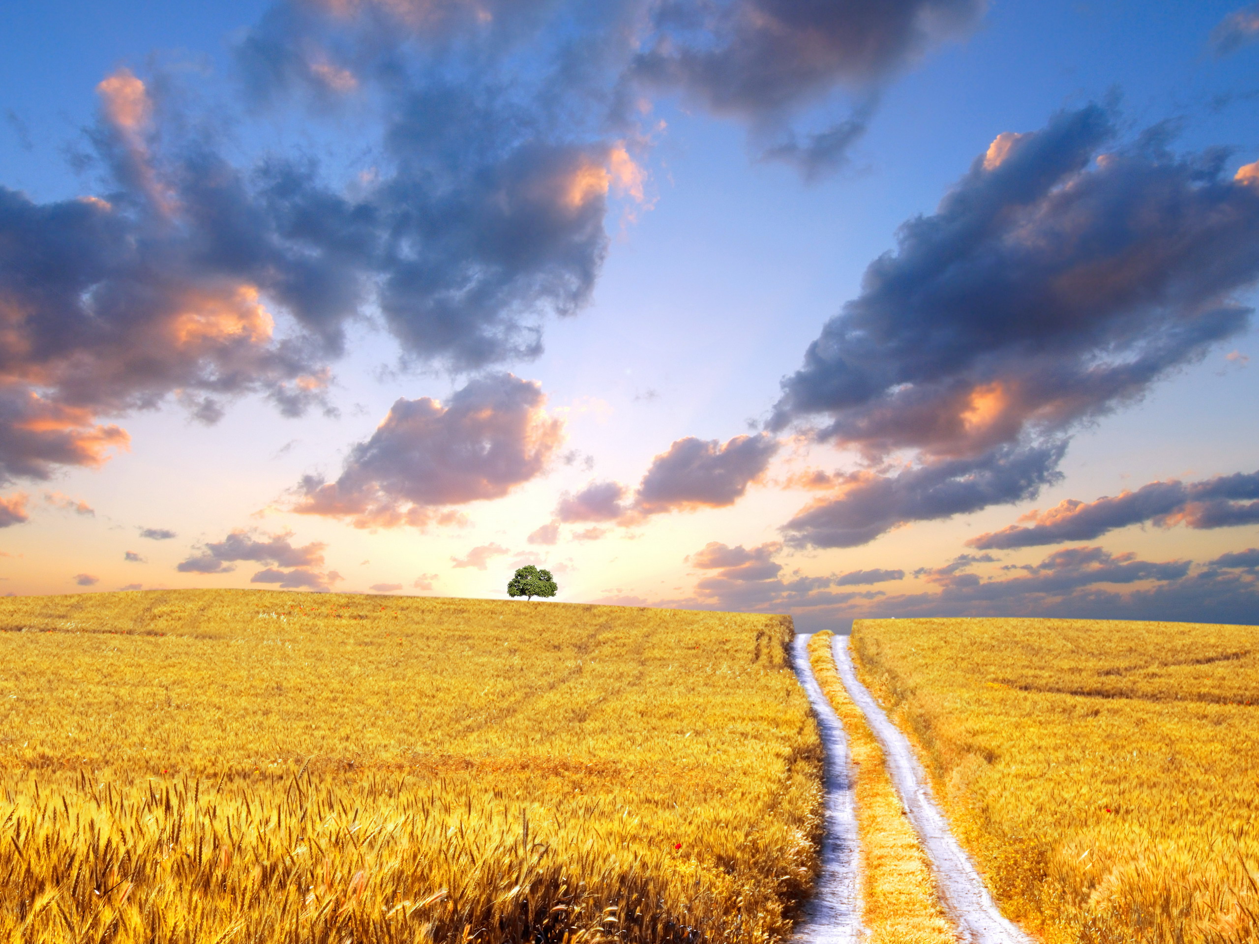 Никитин стихотворение в синем небе. Поле пшеницы. Красивое поле. Дорога в поле пшеницы. Красивое поле пшеницы.