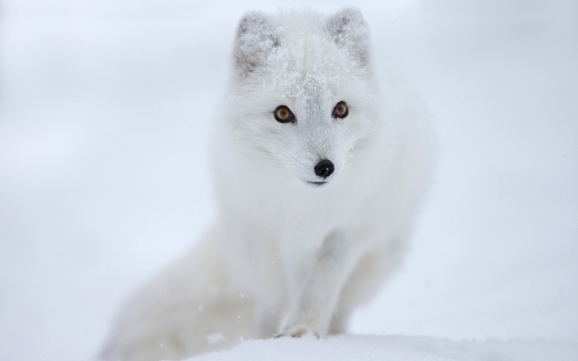 animal, arctic fox, fox, dogs