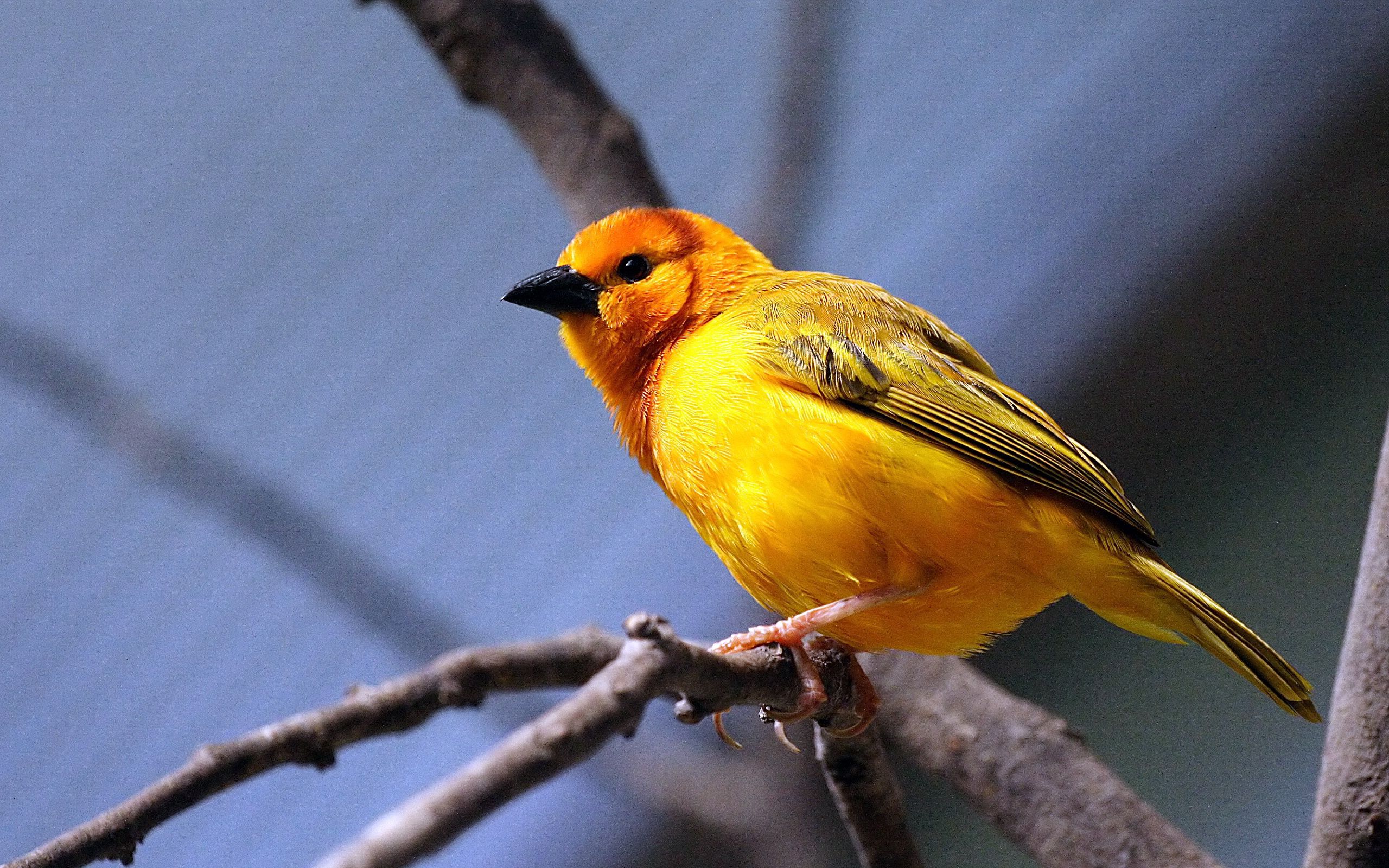 bird, animals, sit, branch, bright color, yellow bird 1080p
