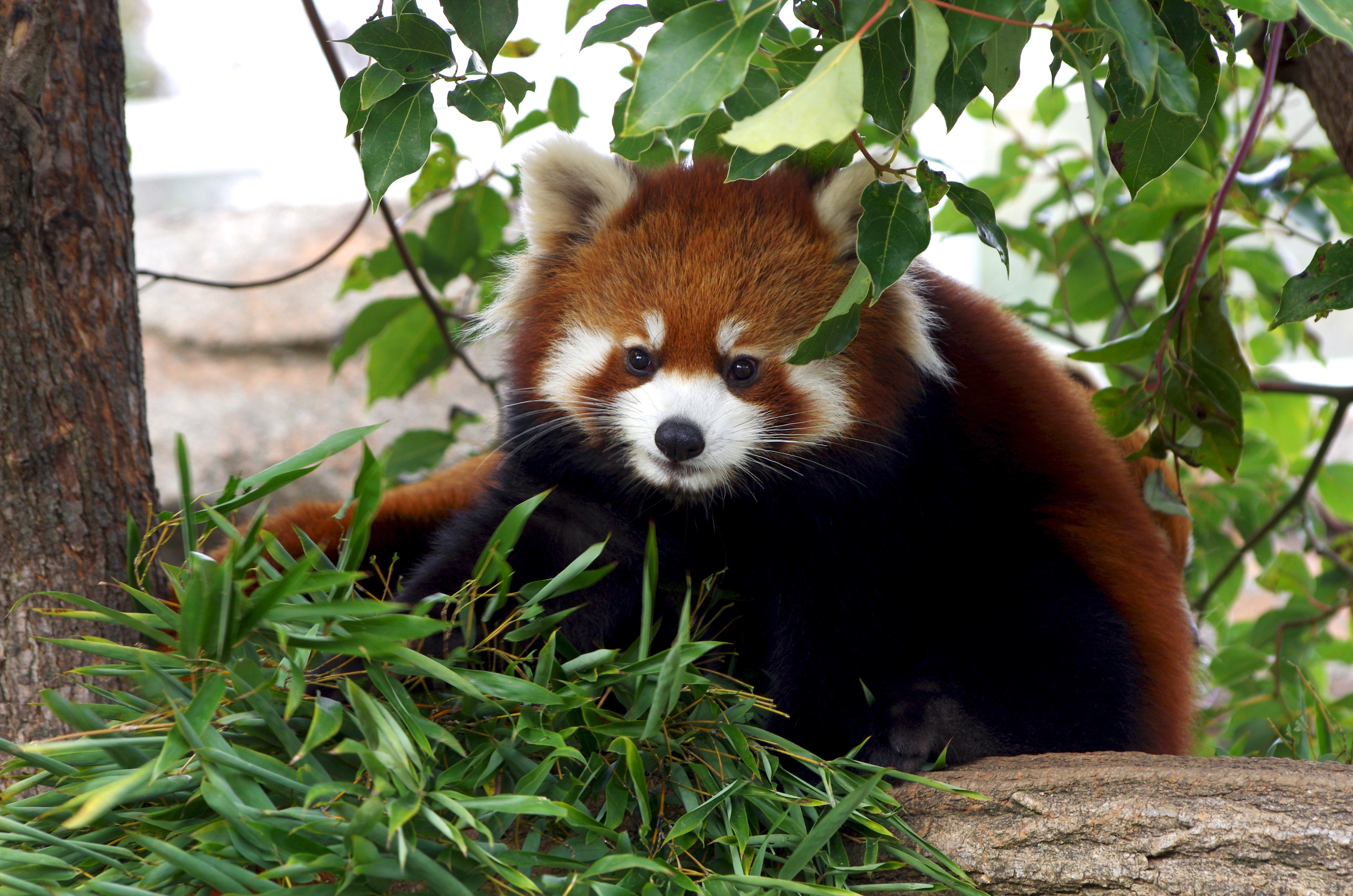 Download mobile wallpaper Nice, Sweetheart, Grass, Animals, Red Panda, Bamboo for free.
