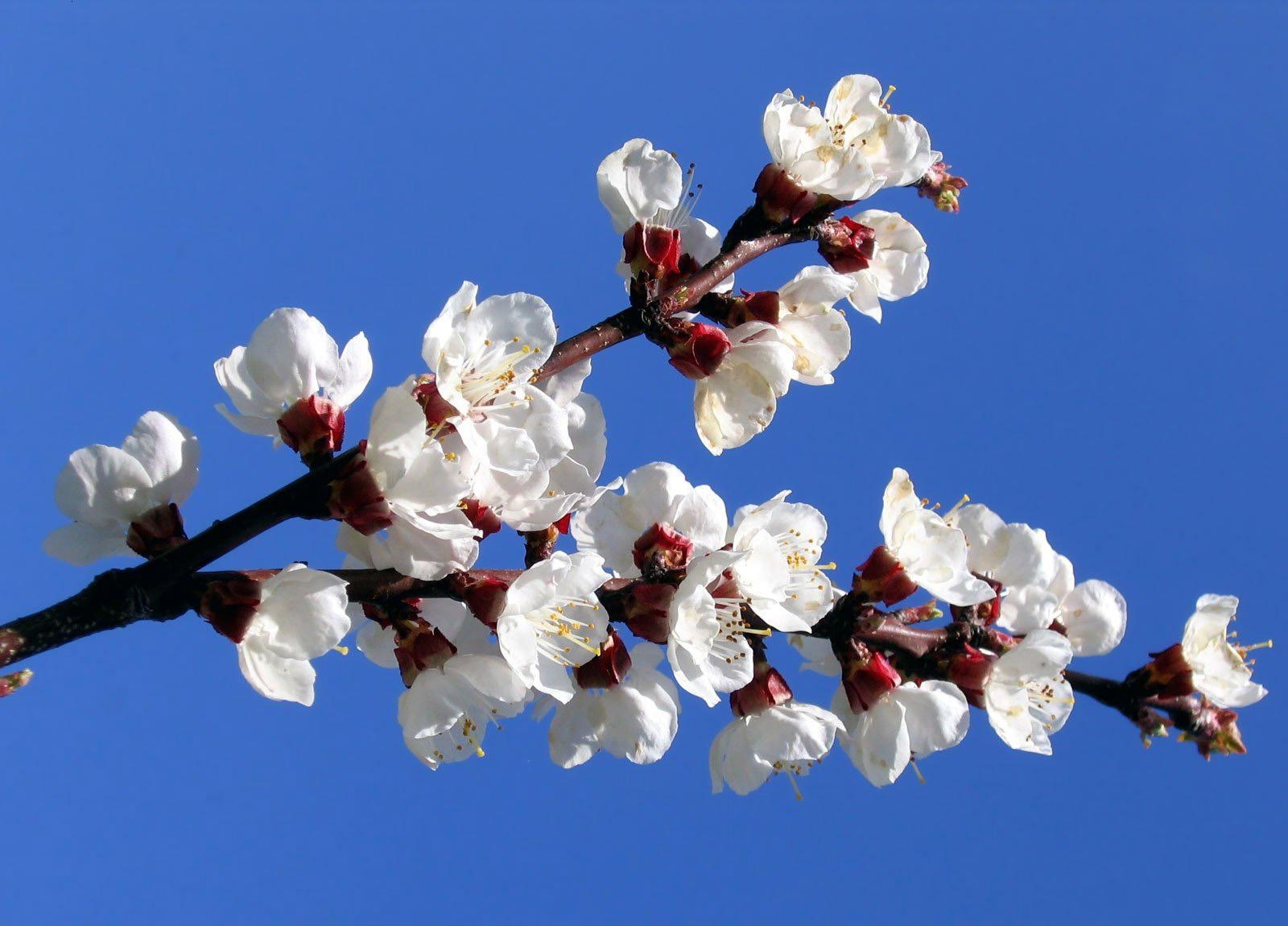 Завантажити шпалери безкоштовно Квіти, Гілка, Настрій, Небо, Цвітіння, Весна картинка на робочий стіл ПК